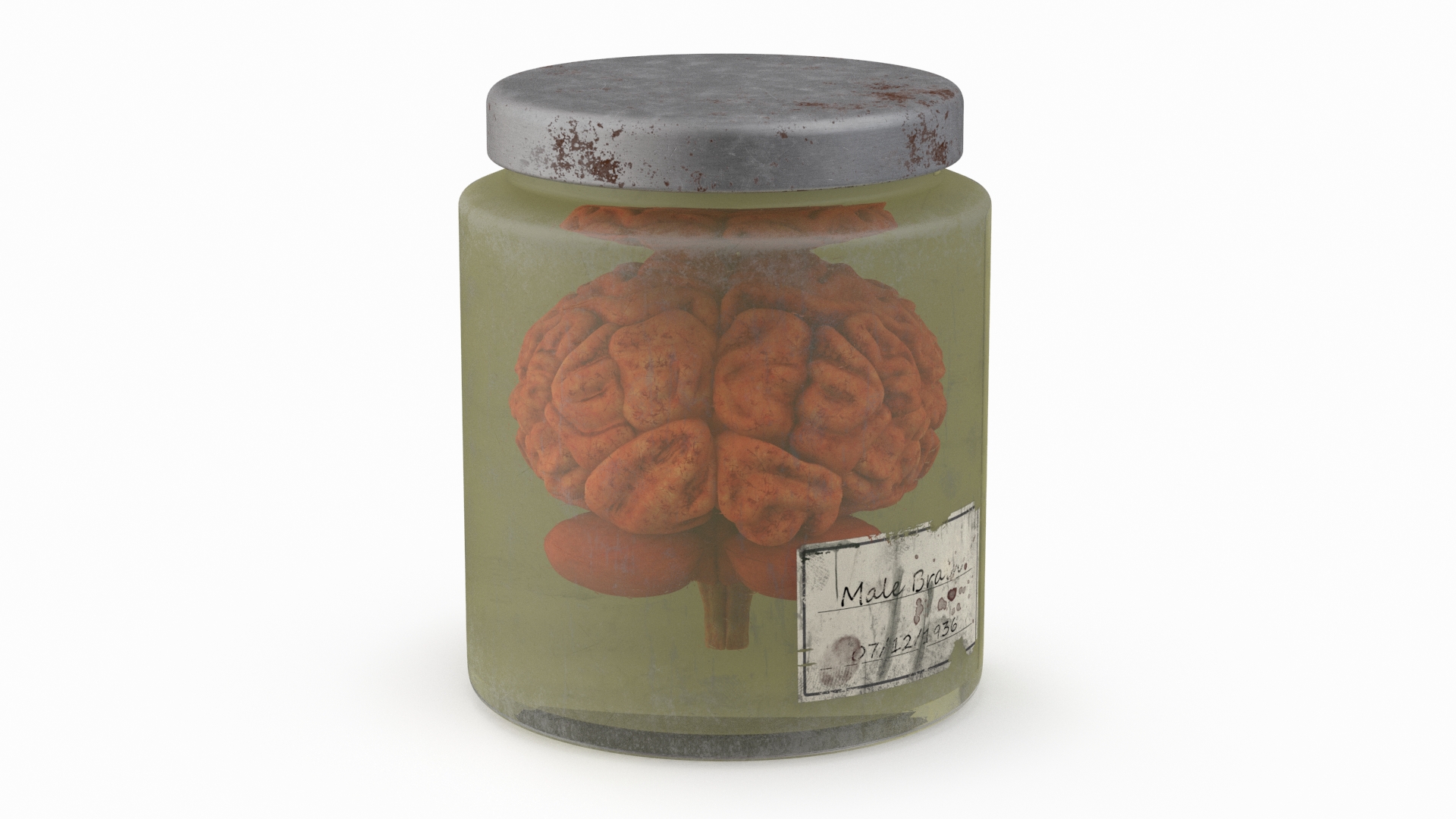 3D Human Brain in Old Glass Jar model