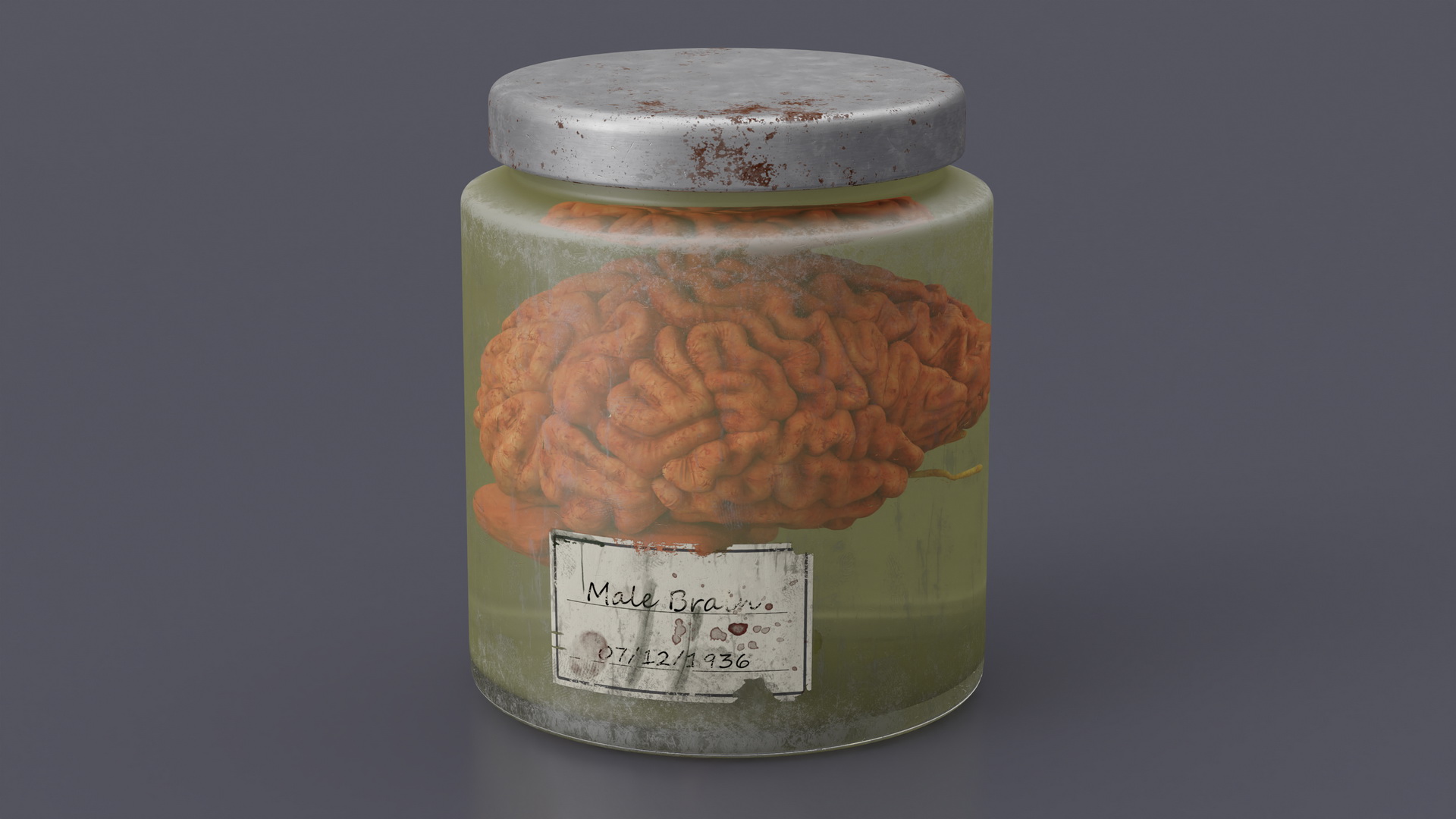 3D Human Brain in Old Glass Jar model