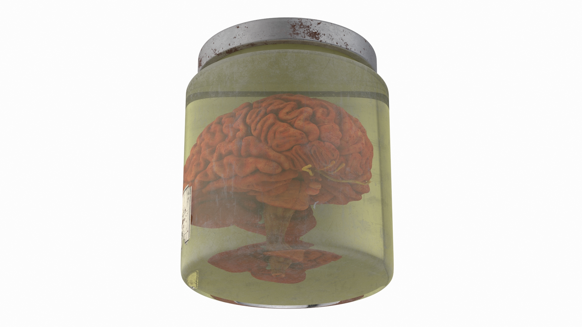 3D Human Brain in Old Glass Jar model