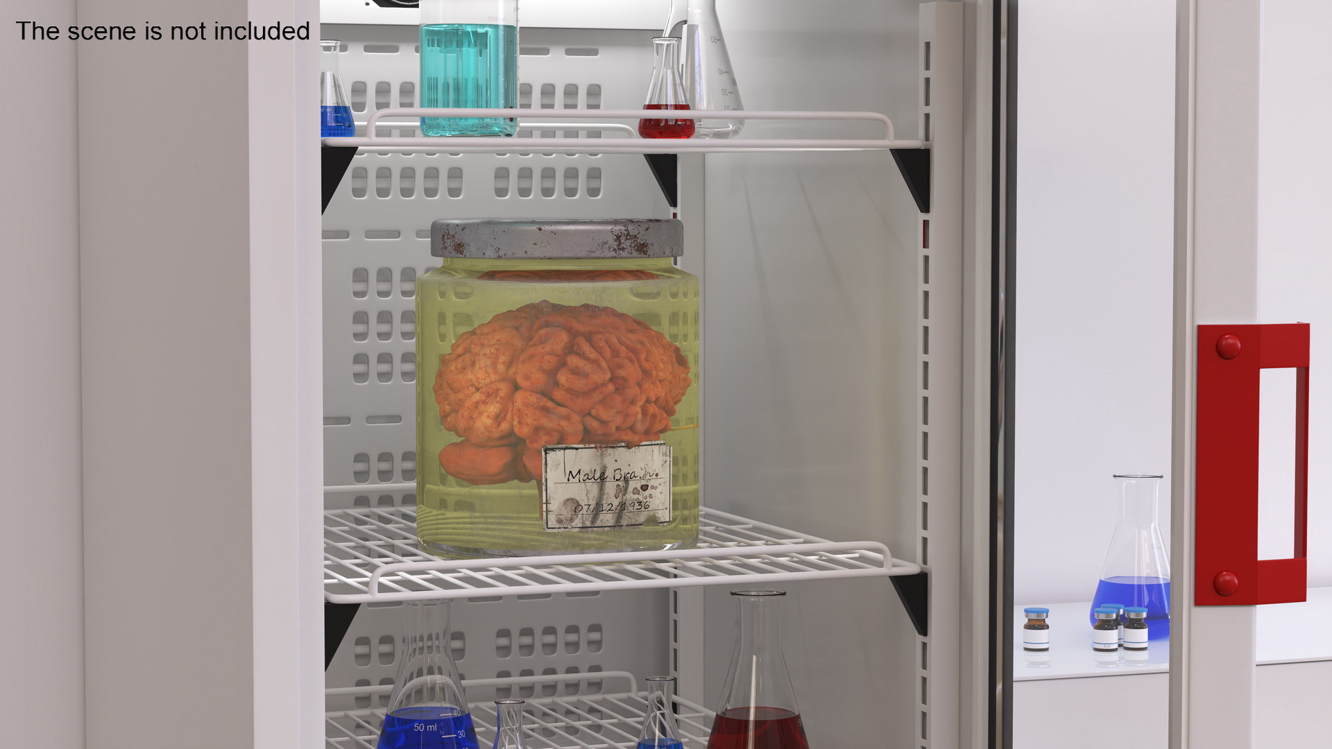 3D Human Brain in Old Glass Jar model