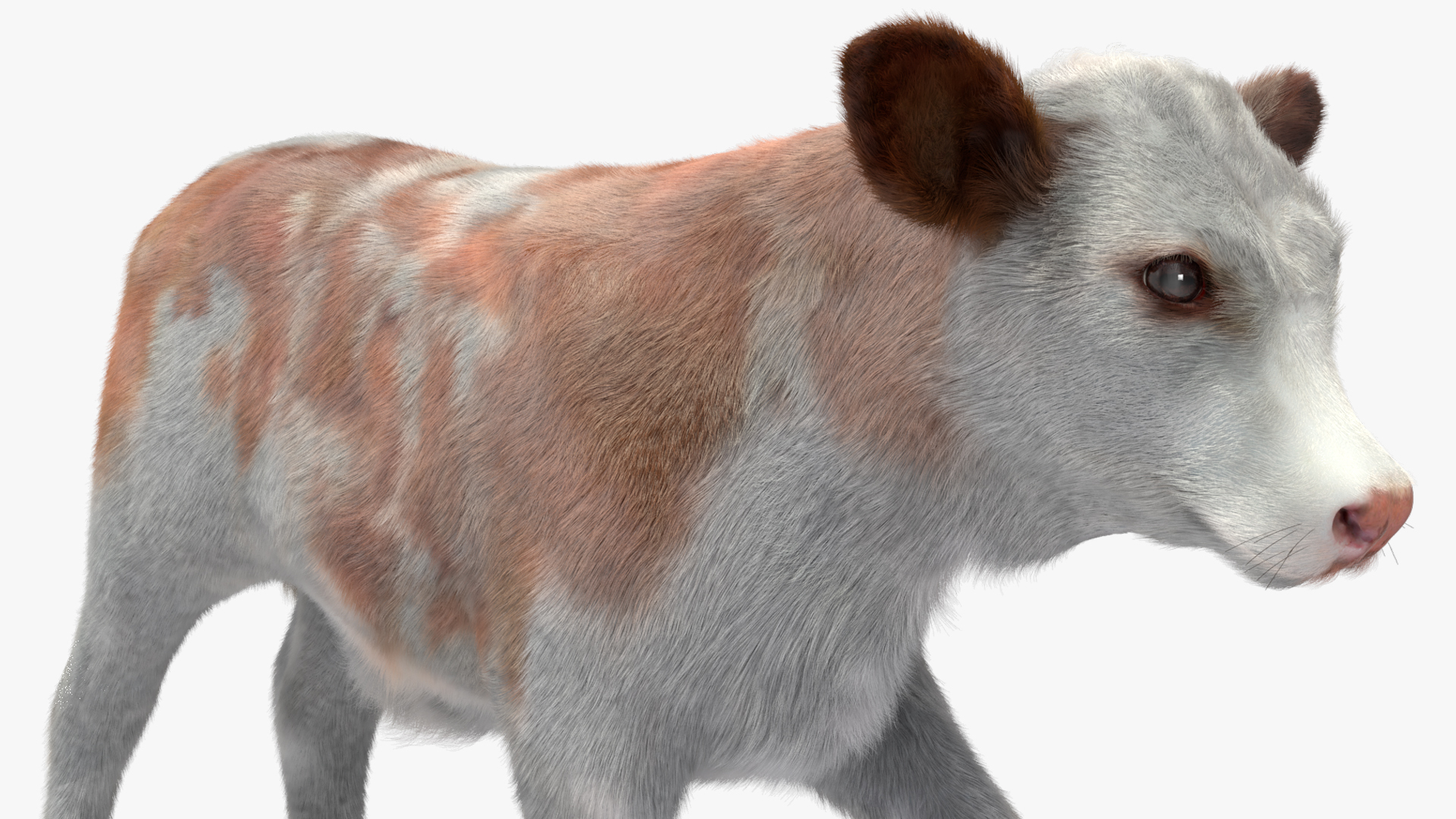 3D Cow Calf in Walking Pose Fur model