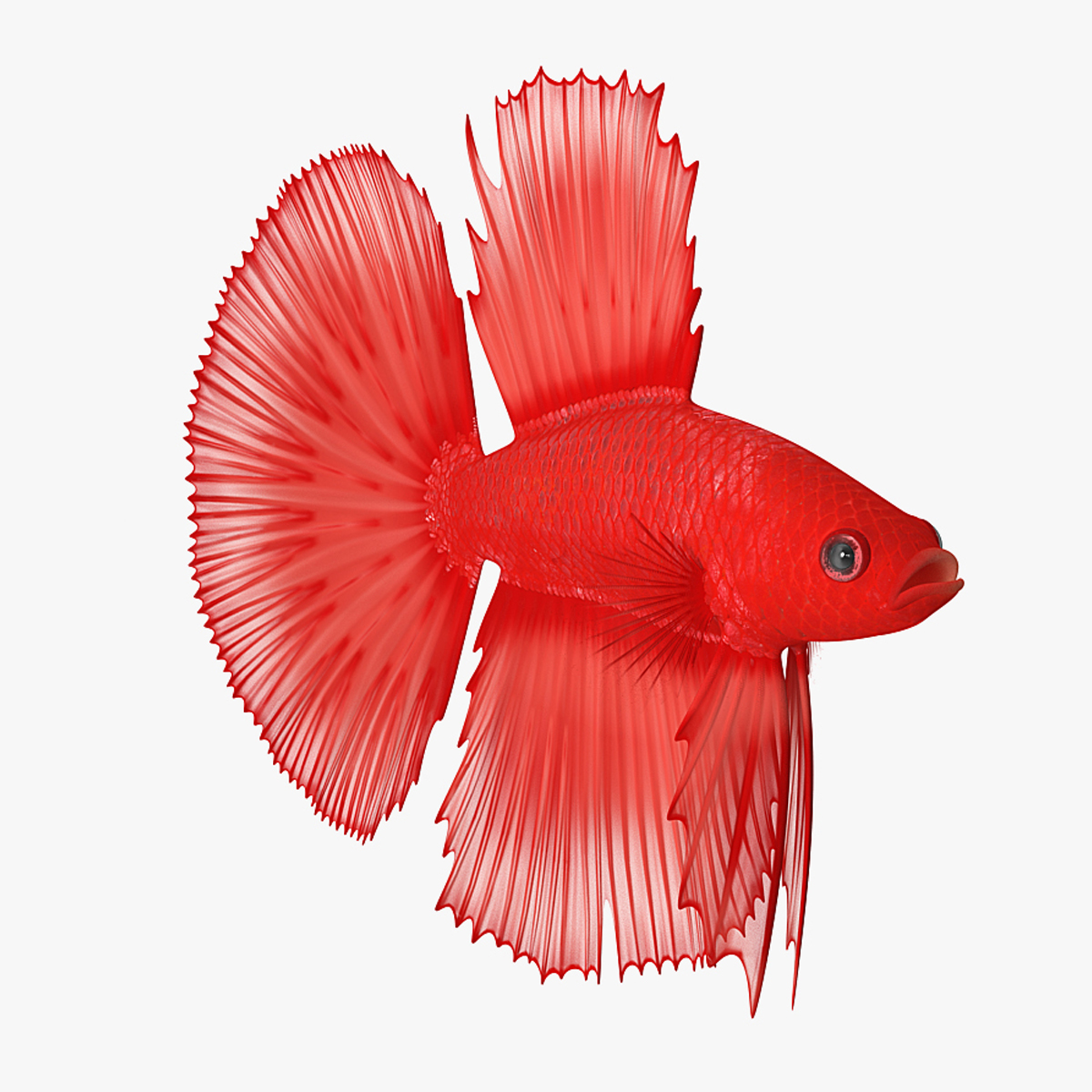 3D model Red Crowntail Betta Fish Rigged for Maya