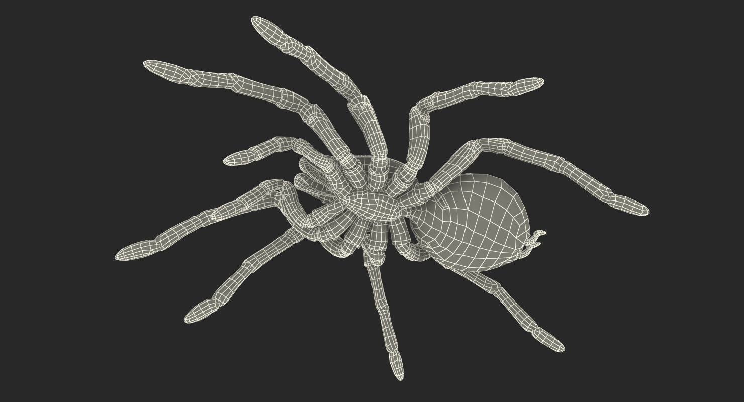 Goliath Birdeater Rigged 3D model