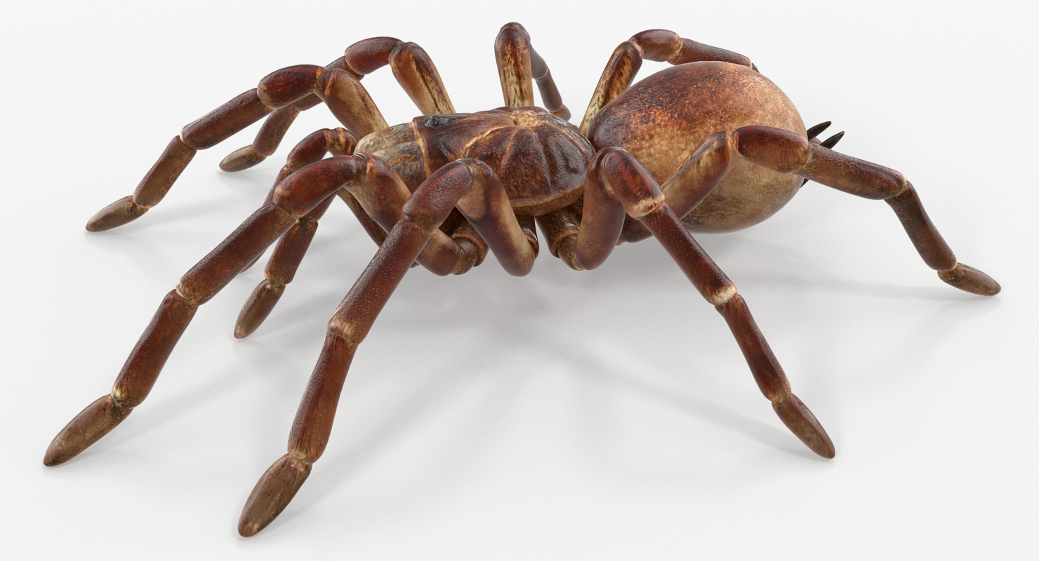 Goliath Birdeater Rigged 3D model