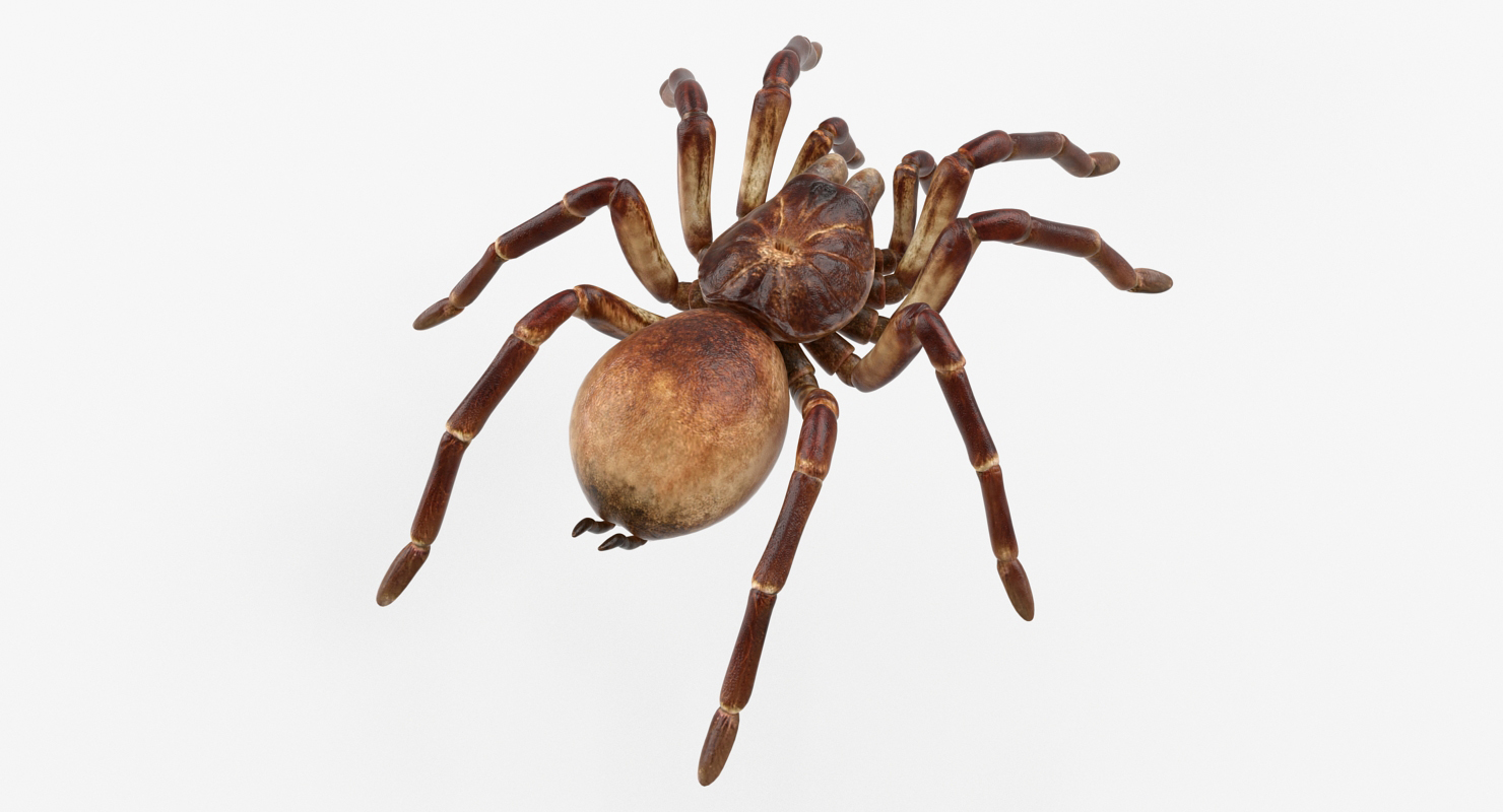 Goliath Birdeater Rigged 3D model