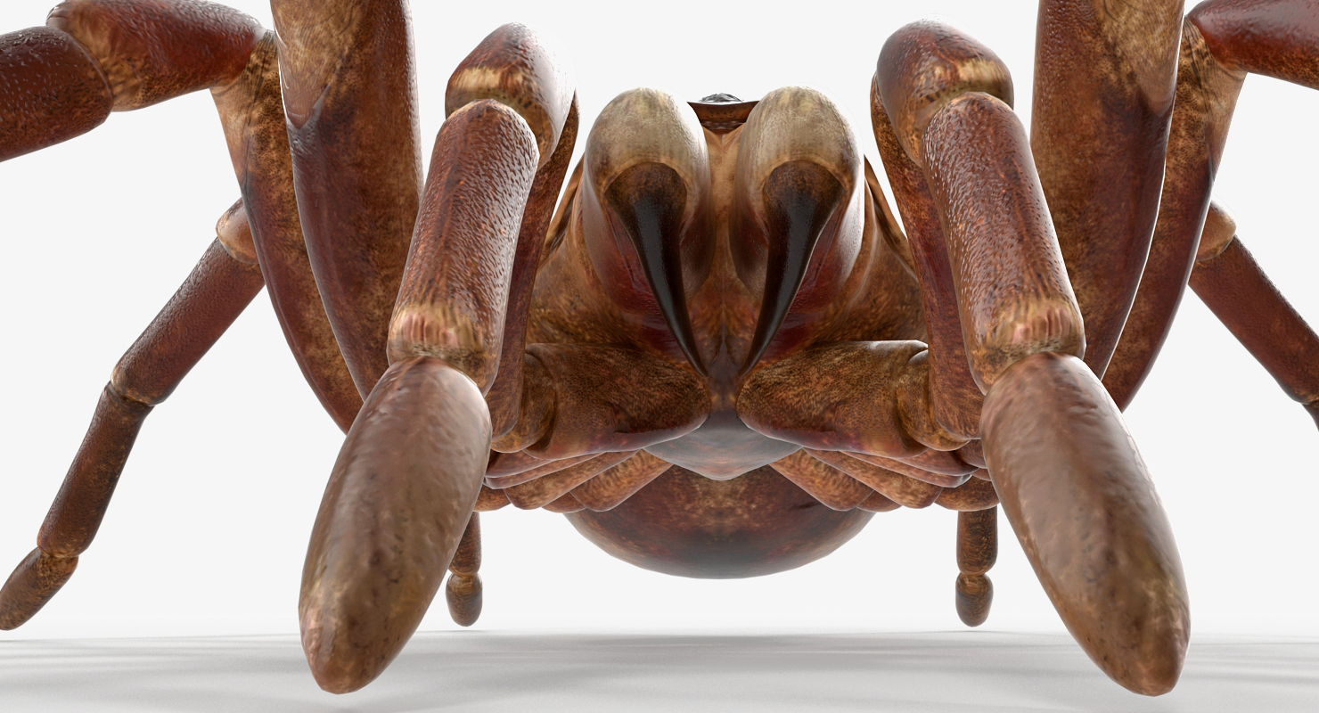 Goliath Birdeater Rigged 3D model