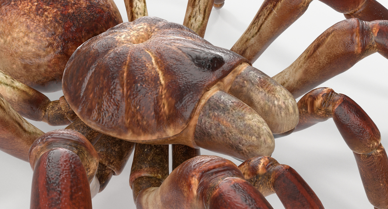 Goliath Birdeater Rigged 3D model