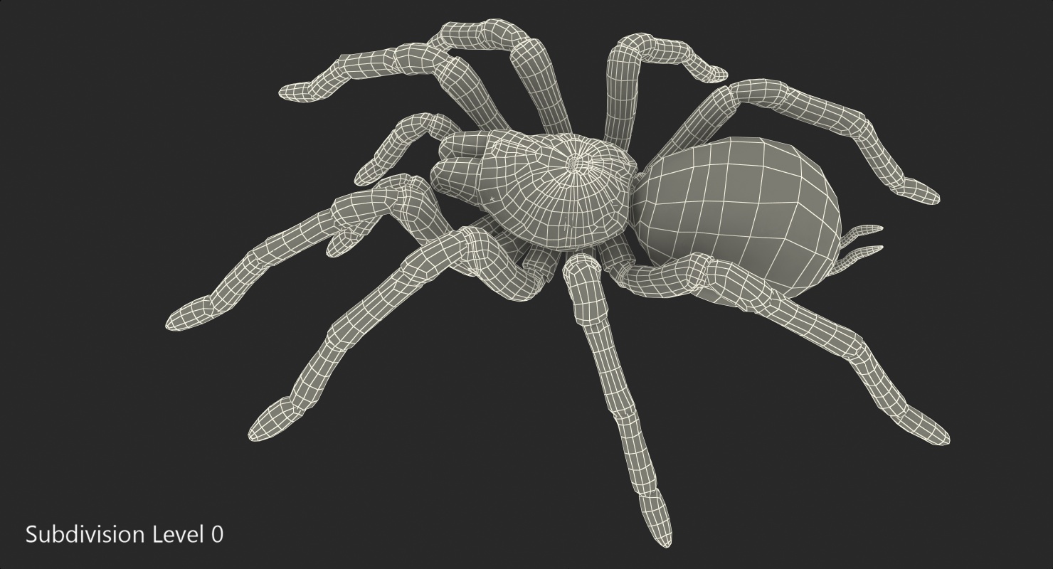 Goliath Birdeater Rigged 3D model