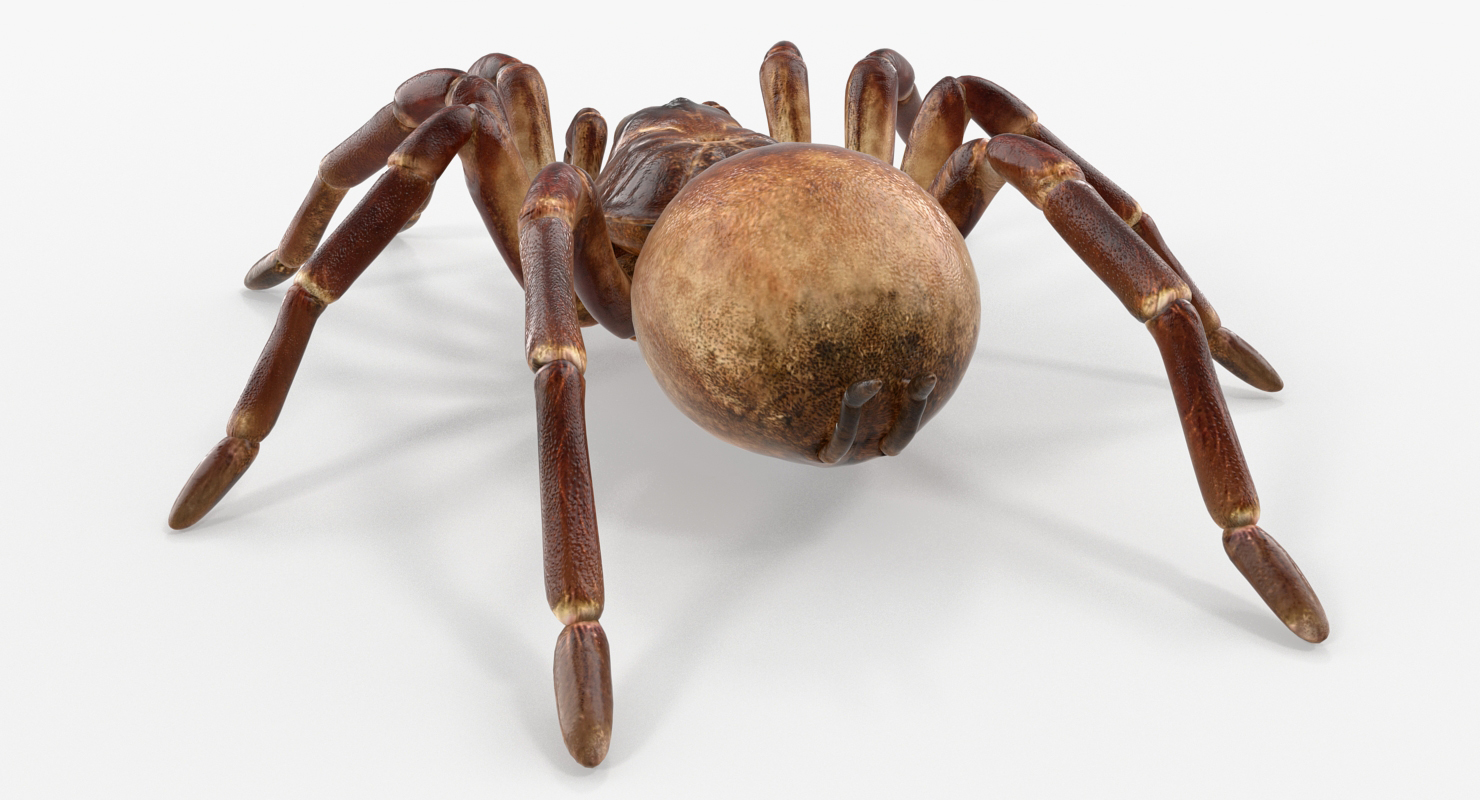 Goliath Birdeater Rigged 3D model