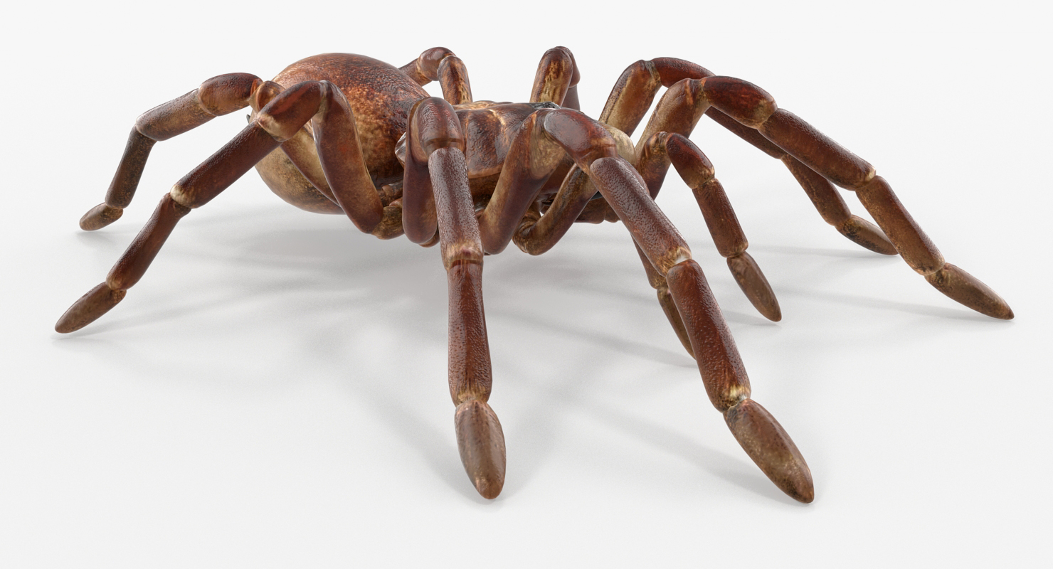 Goliath Birdeater Rigged 3D model