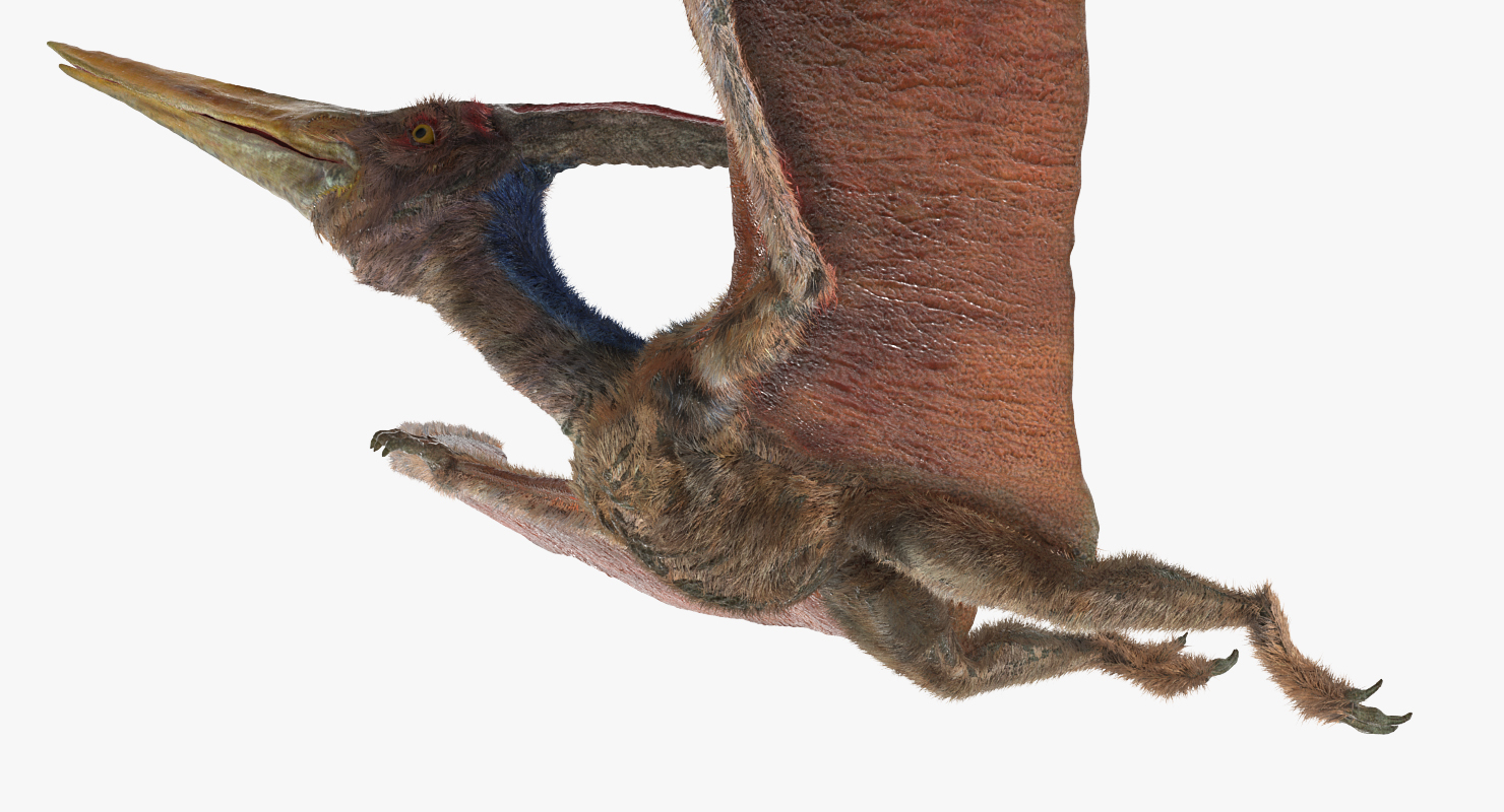 3D Pteranodon Flying Pose with Fur