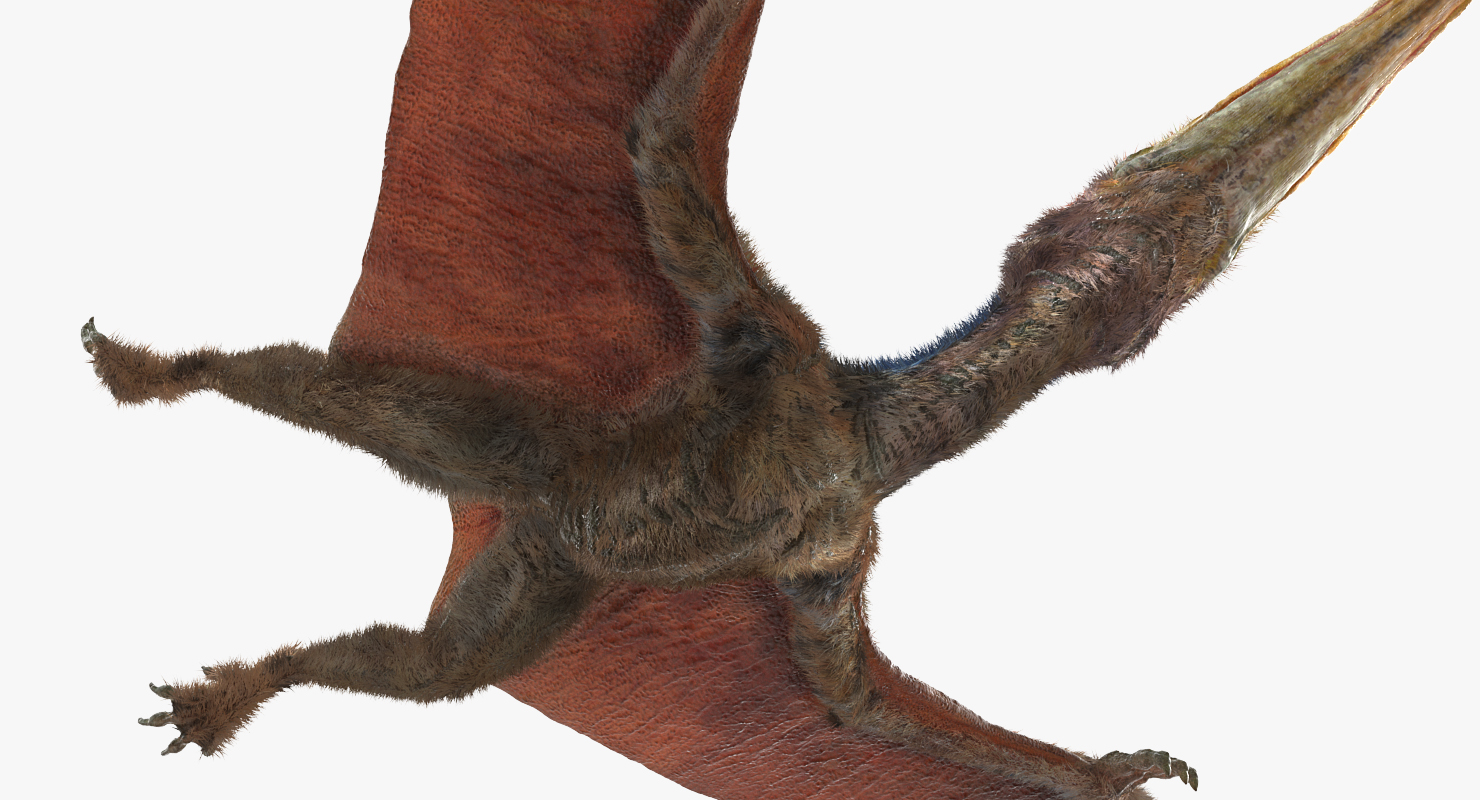 3D Pteranodon Flying Pose with Fur