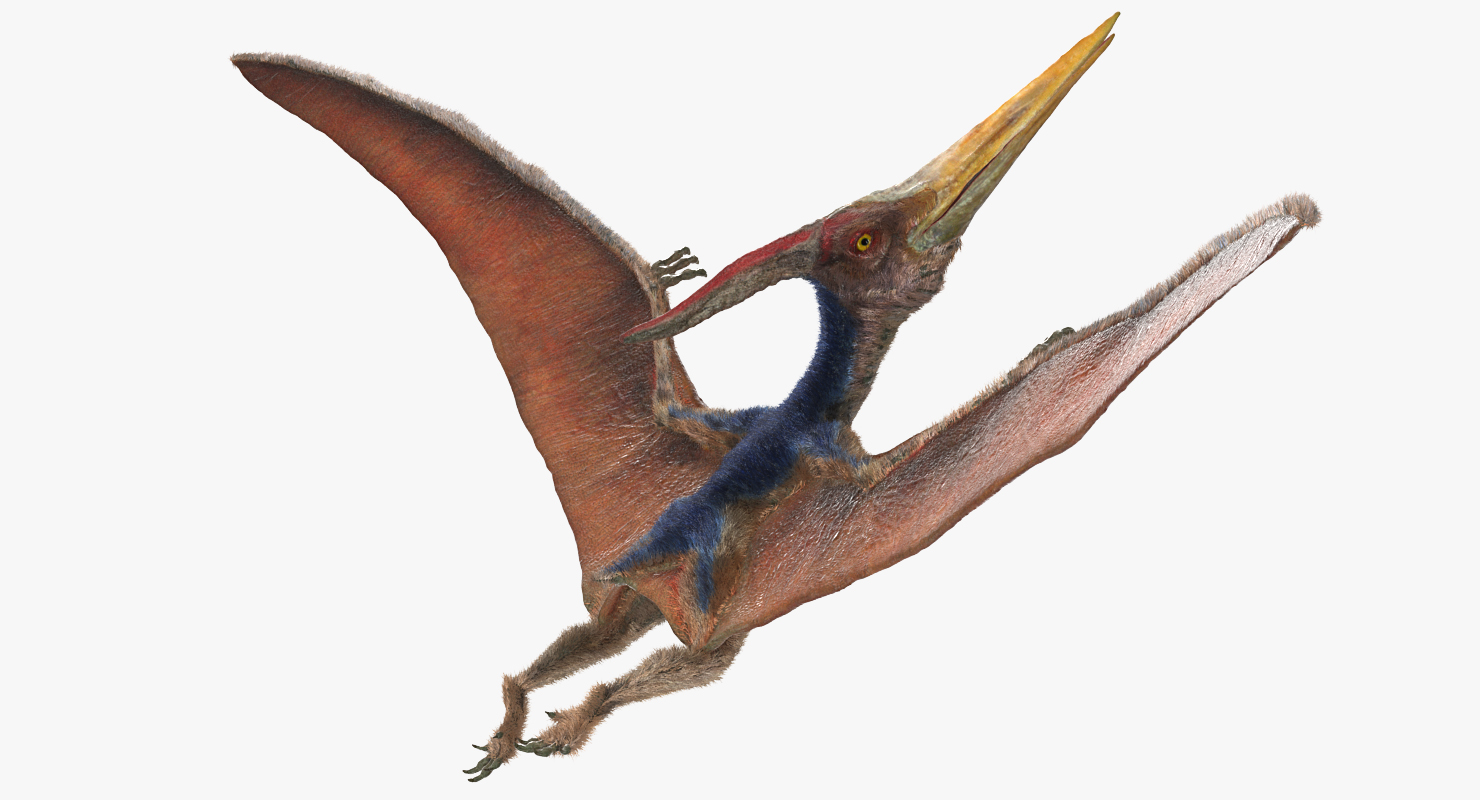 3D Pteranodon Flying Pose with Fur