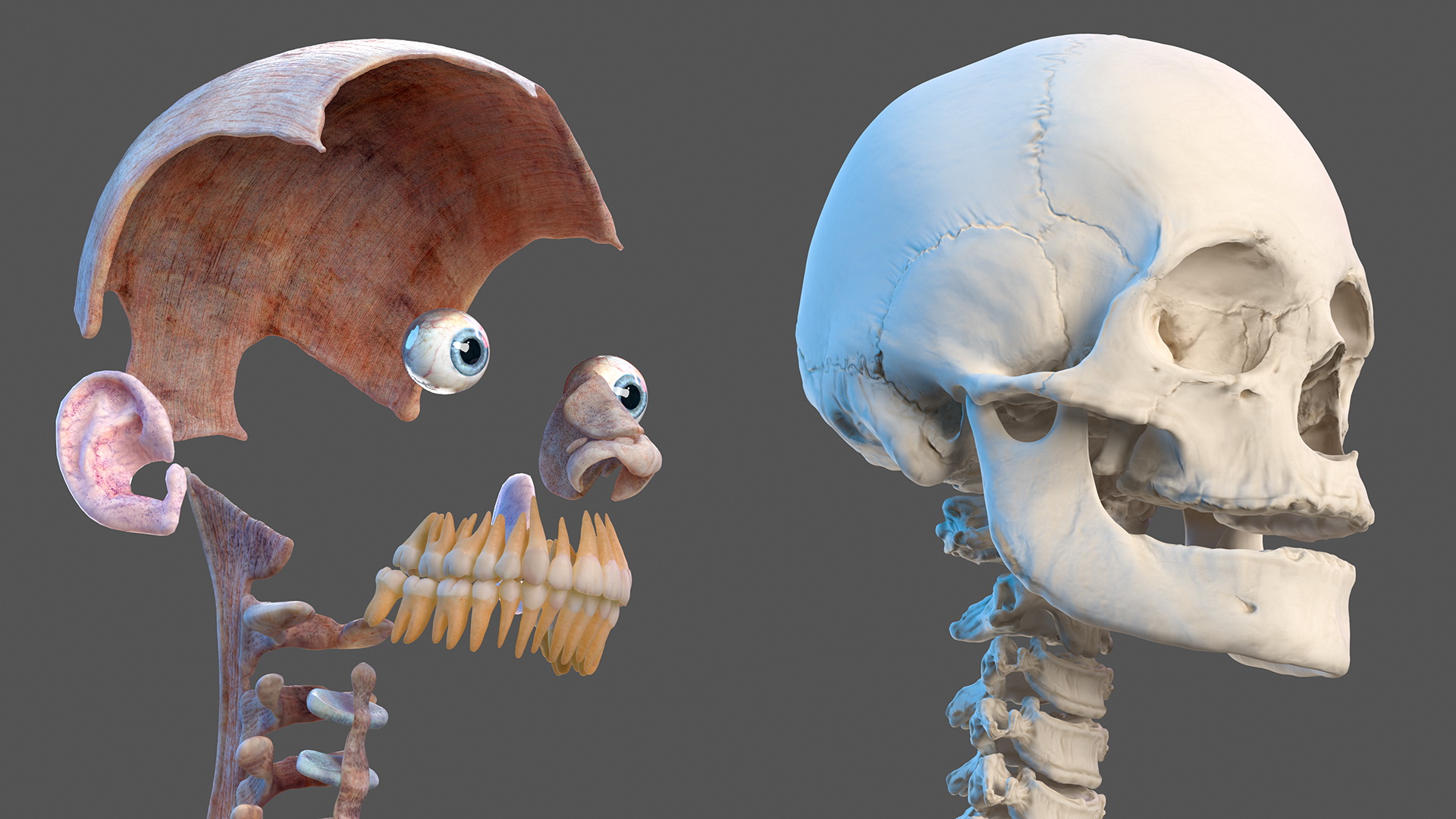 Female Musculoskeletal System Anatomy 3D