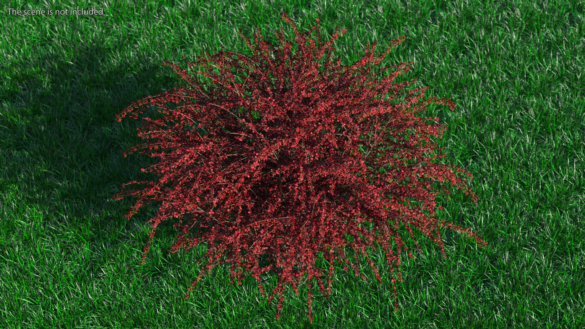 Barberry Bush Red with Fruits 3D model