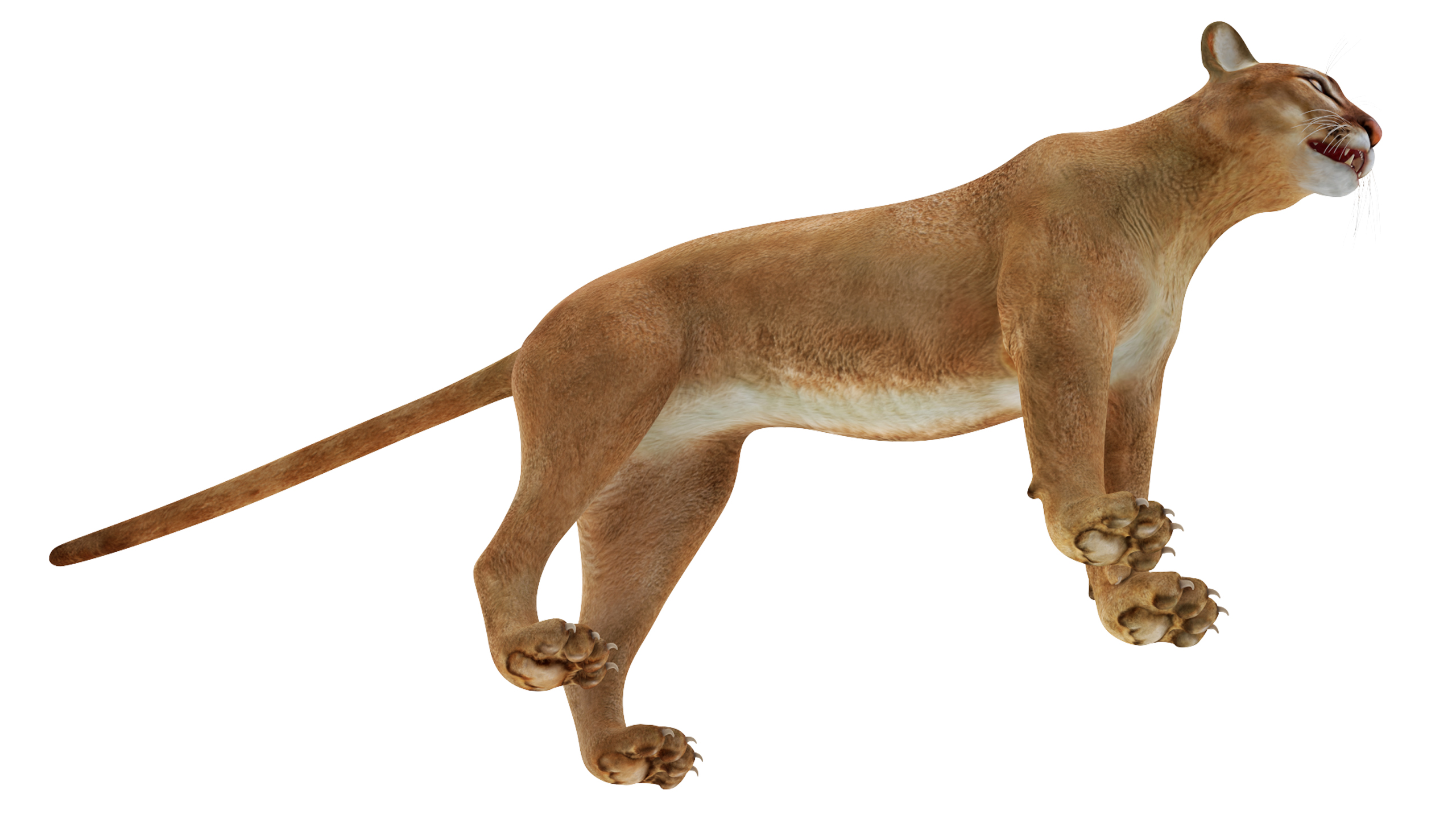 3D model Puma