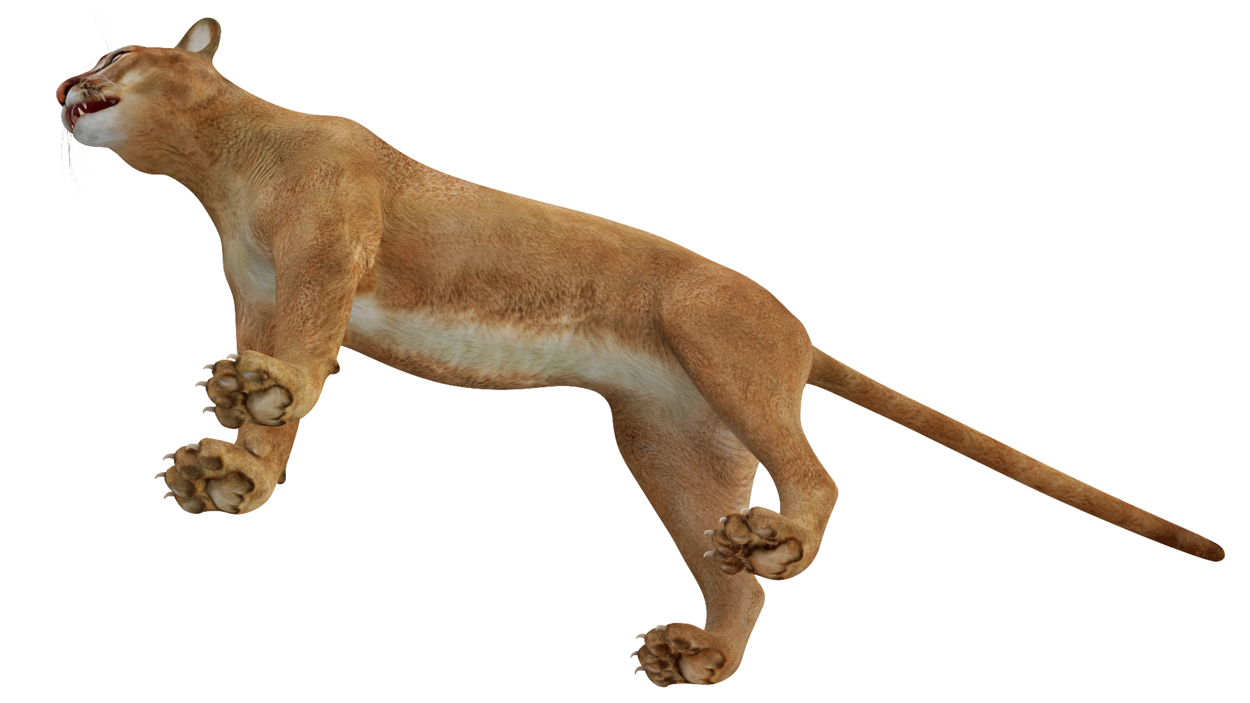 3D model Puma