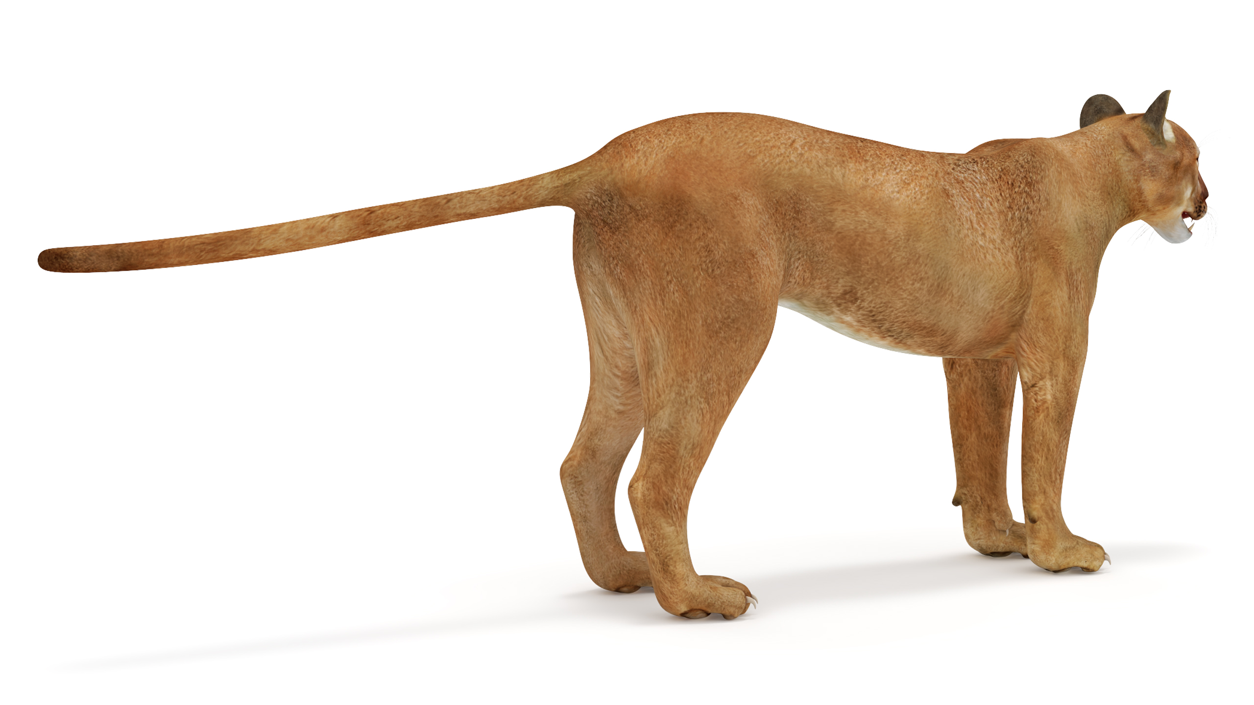 3D model Puma