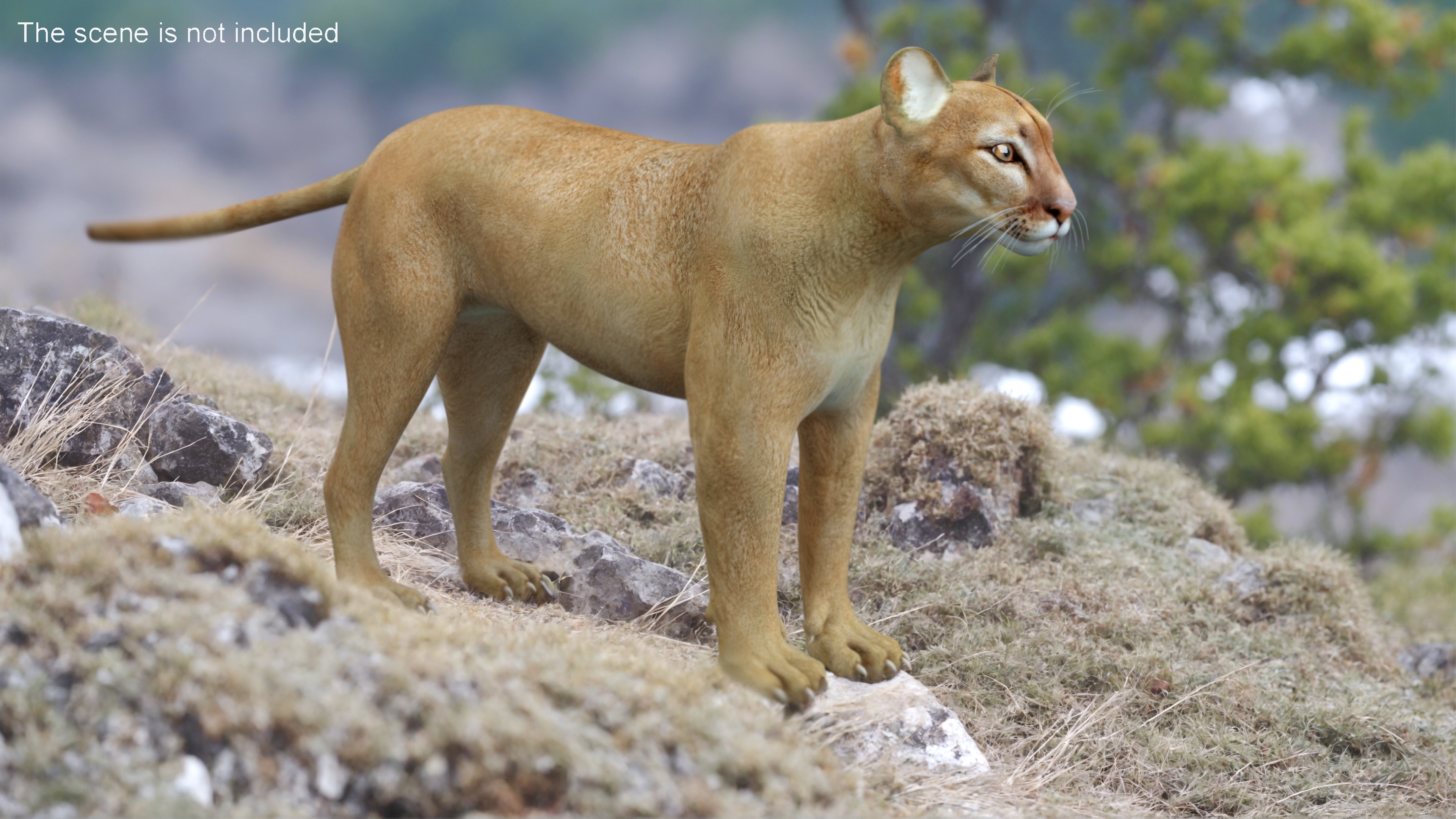 3D model Puma