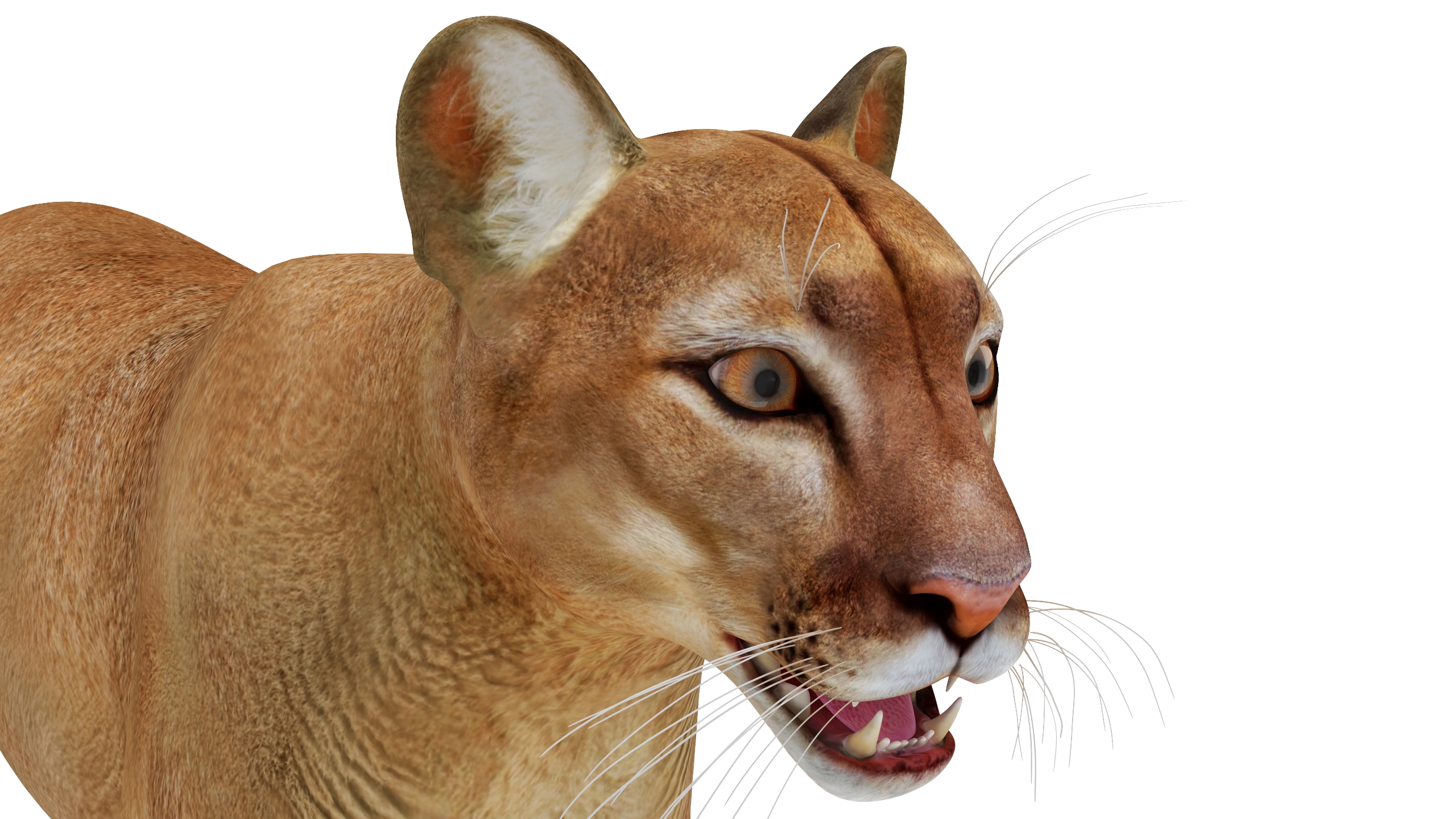 3D model Puma