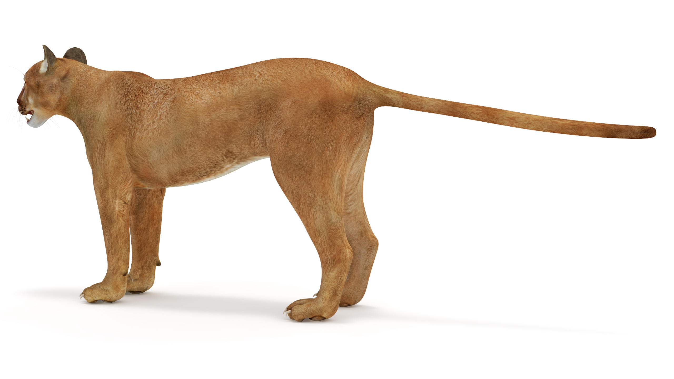 3D model Puma