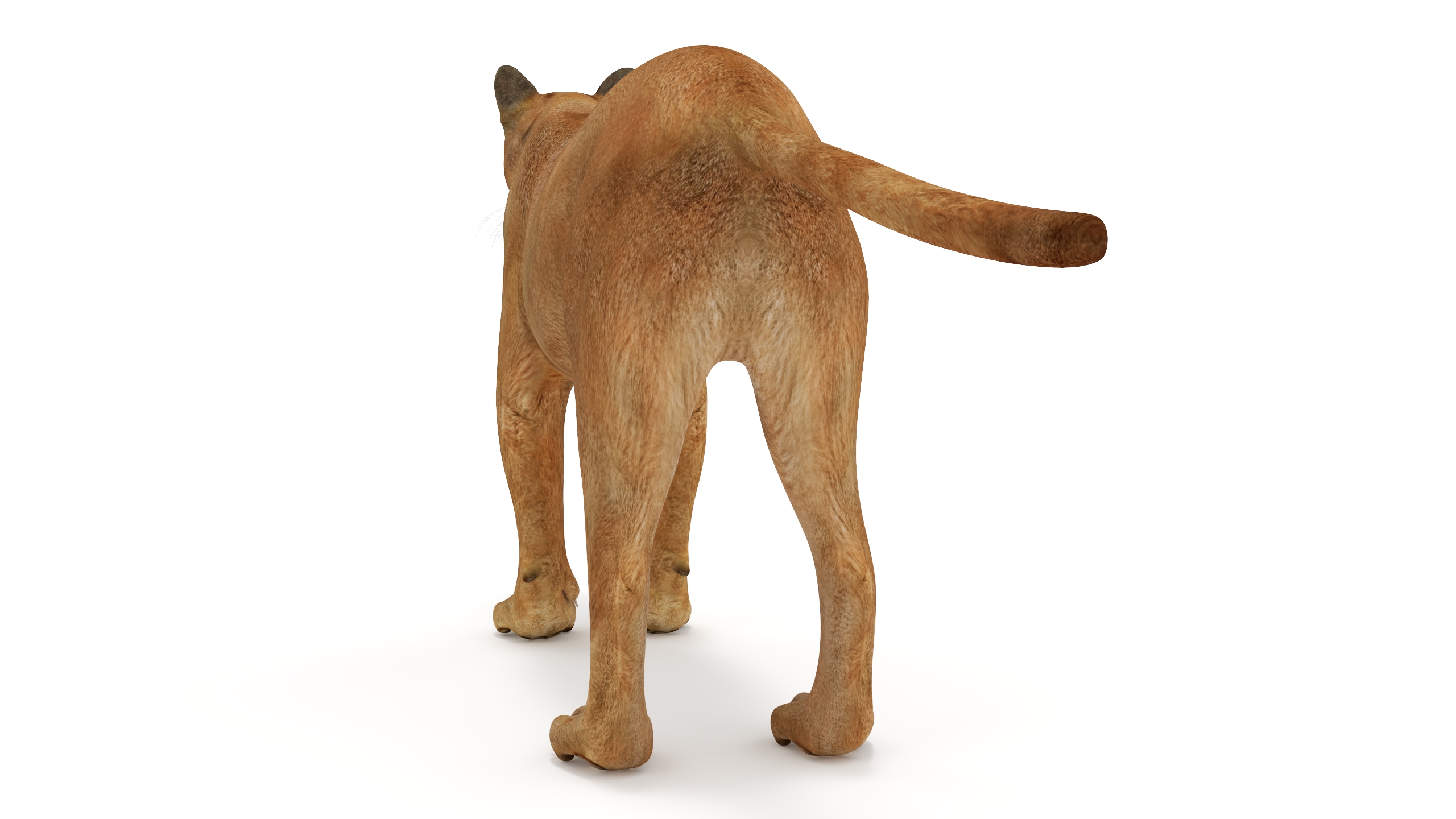 3D model Puma