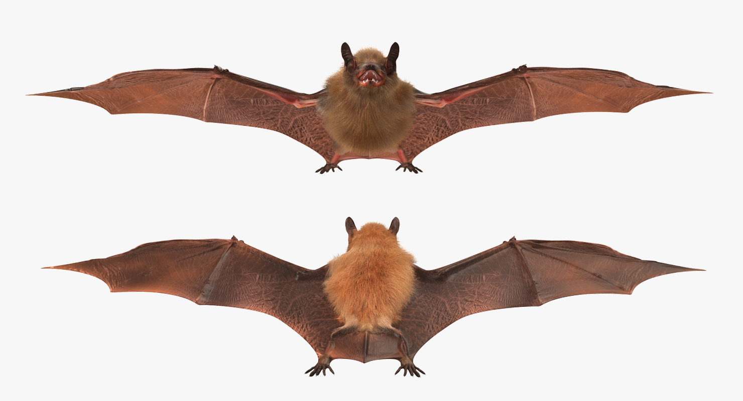 Bat with Fur 3D