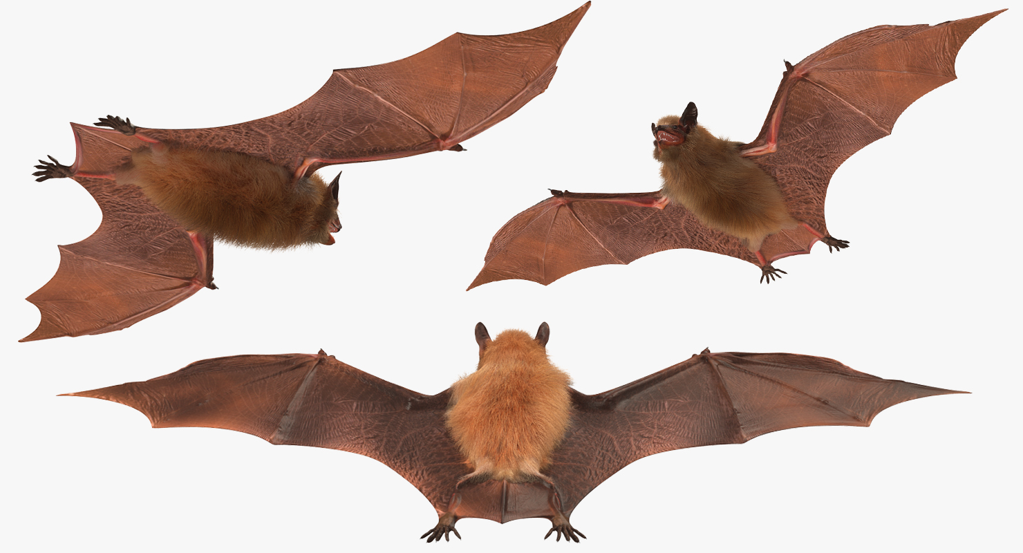 Bat with Fur 3D