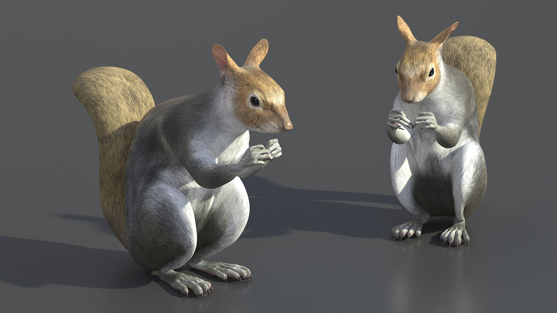 3D Gray Squirrel in a Sitting Pose