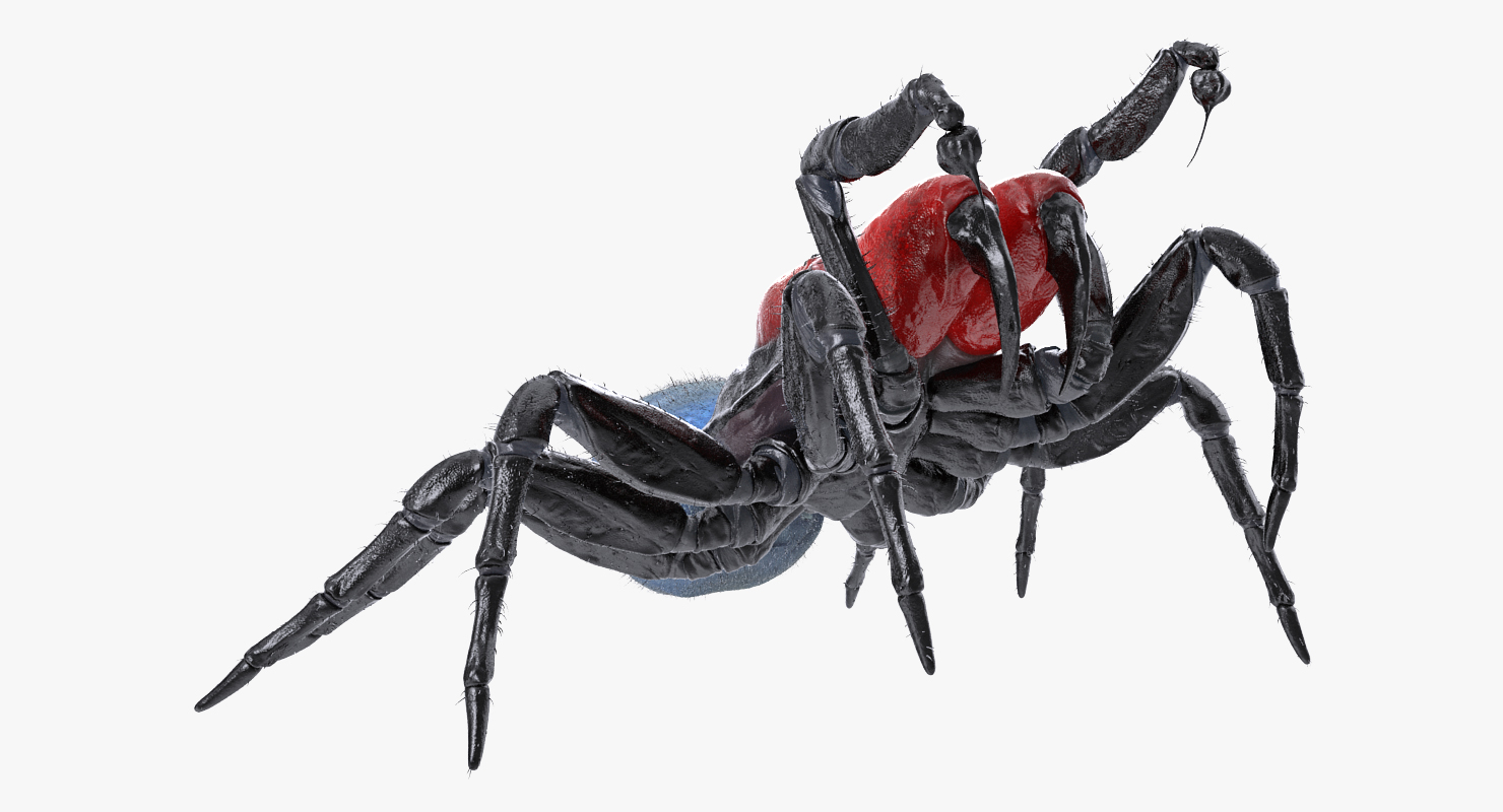 3D Mouse Spider Rigged with Fur model