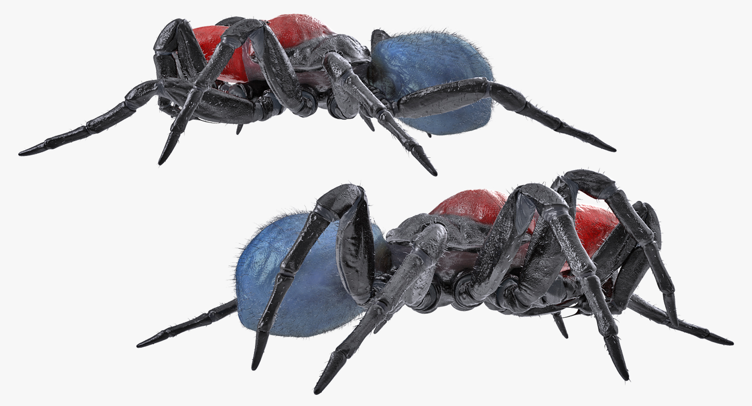 3D Mouse Spider Rigged with Fur model