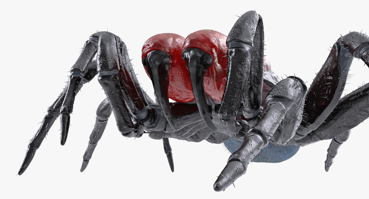 3D Mouse Spider Rigged with Fur model