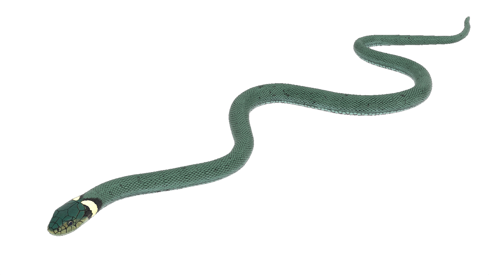 3D Water Snake Green Crawling