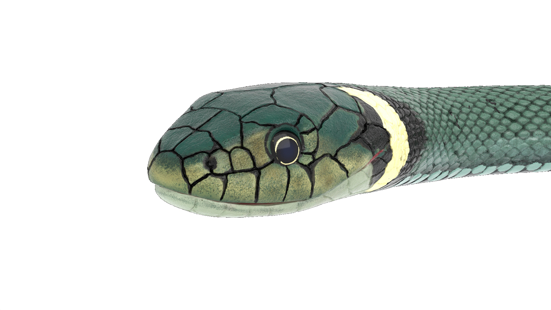 3D Water Snake Green Crawling