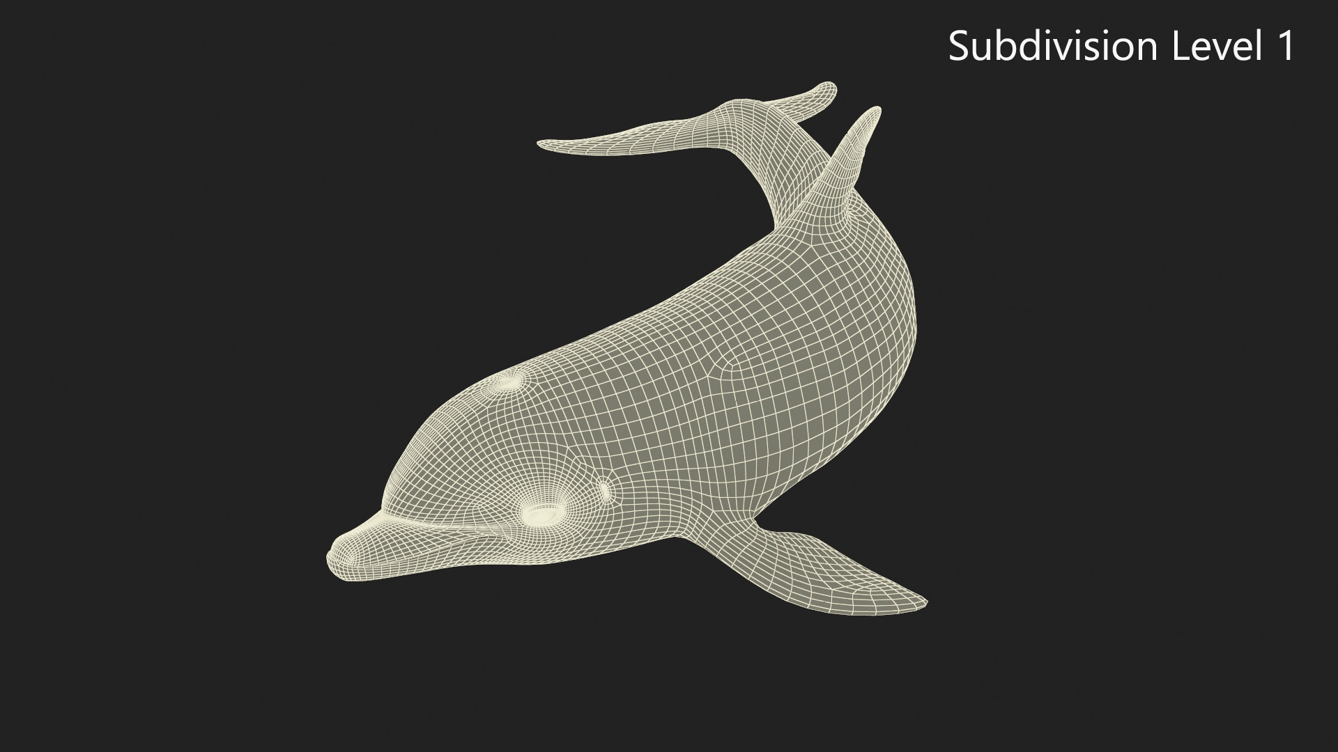 3D Realistic Bottlenose Dolphin Turn model