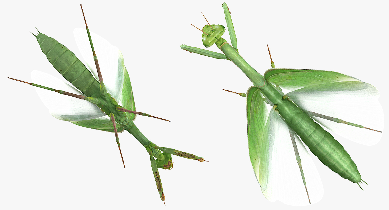 European Mantis with Fur 3D model