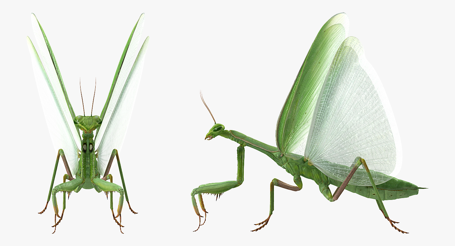 European Mantis with Fur 3D model