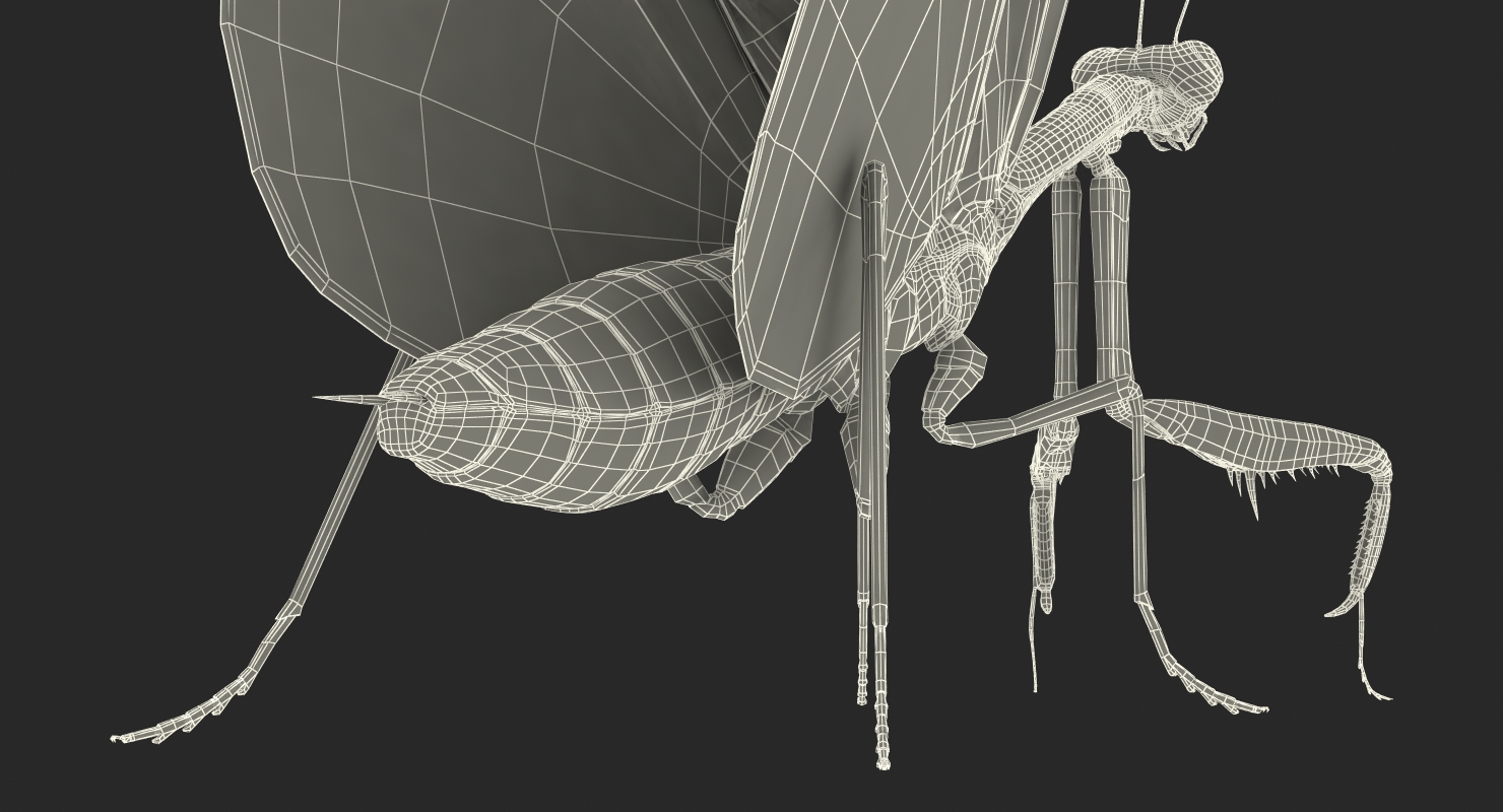 European Mantis with Fur 3D model