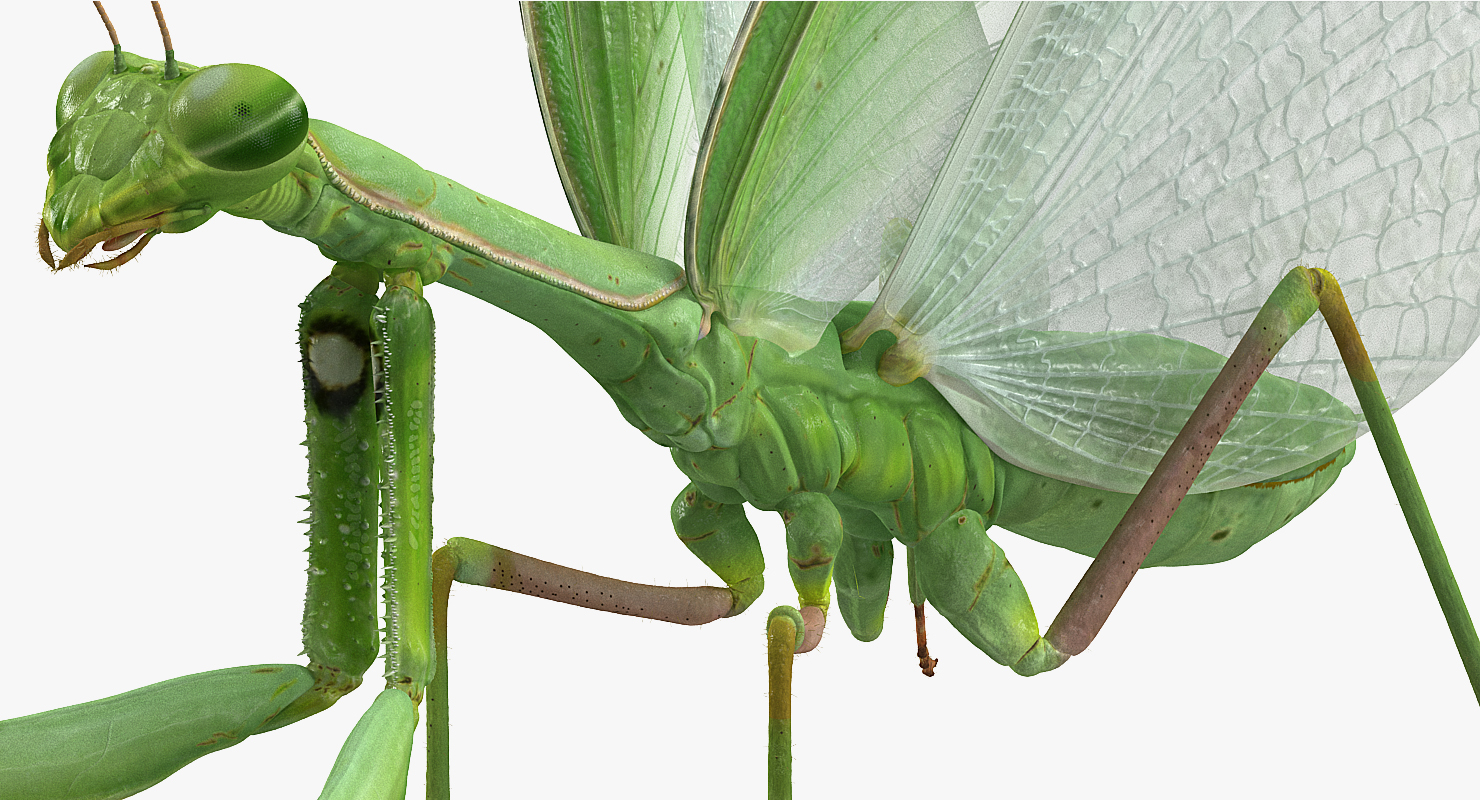 European Mantis with Fur 3D model