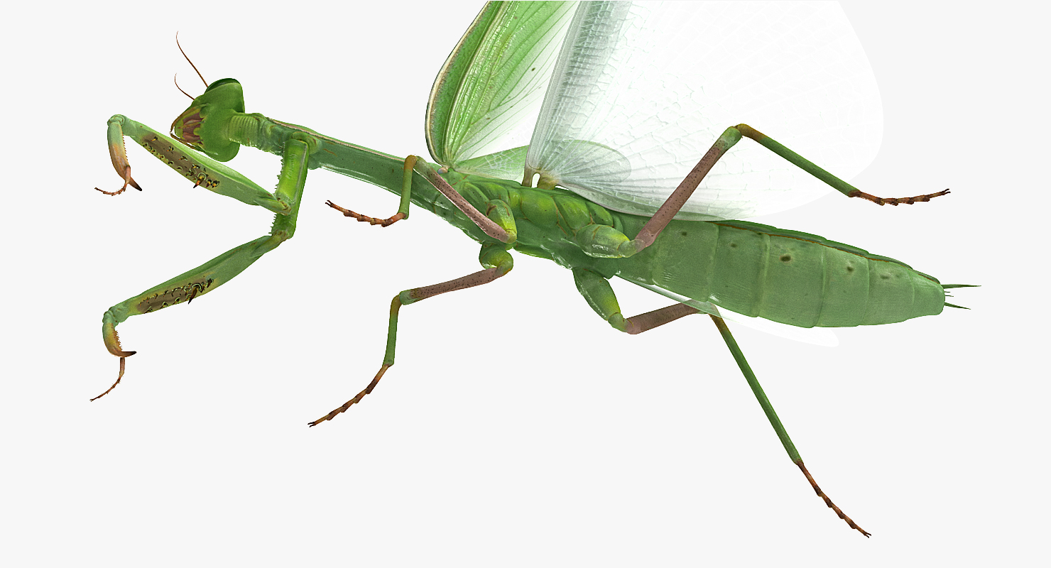 European Mantis with Fur 3D model