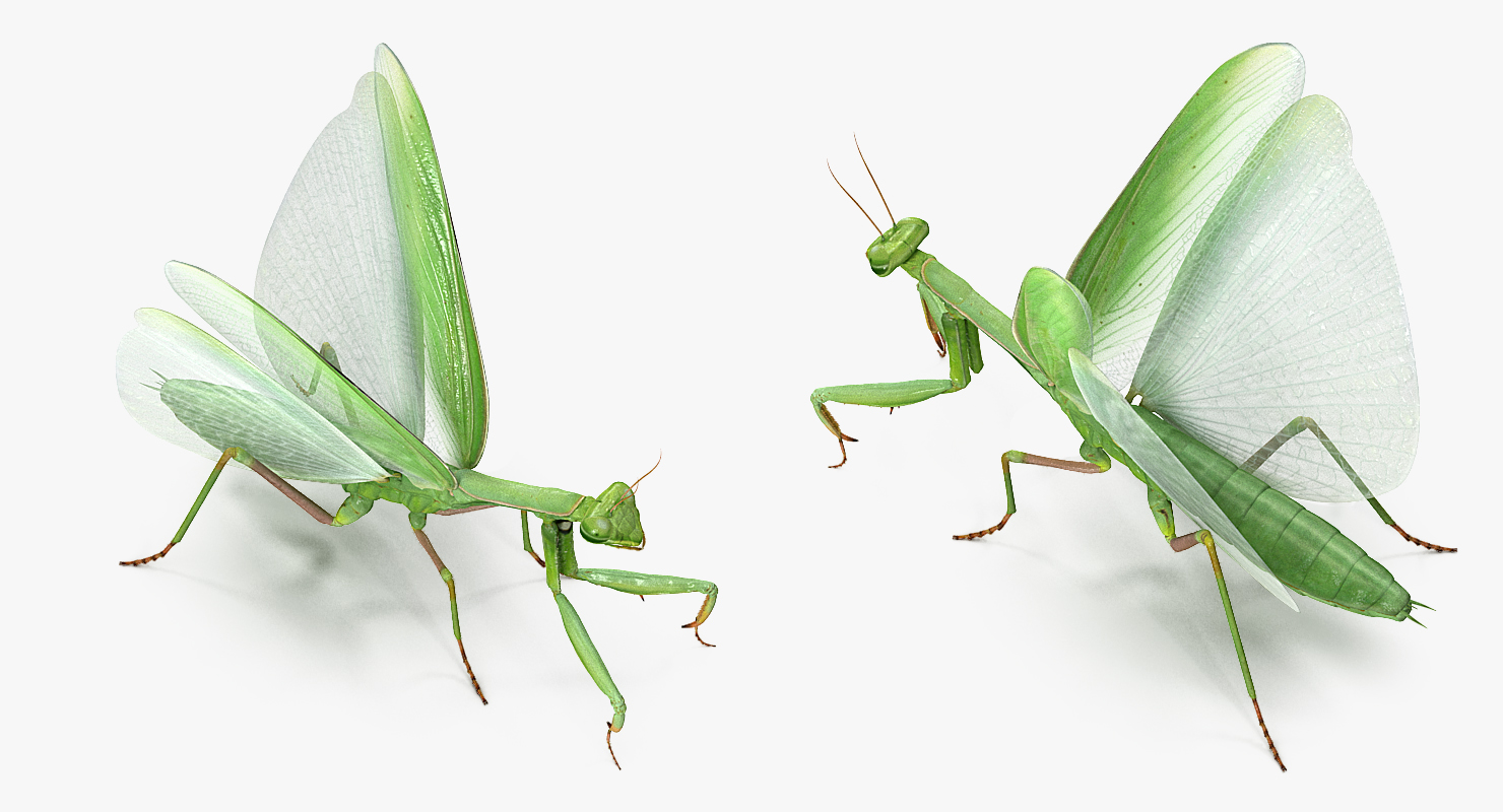 European Mantis with Fur 3D model