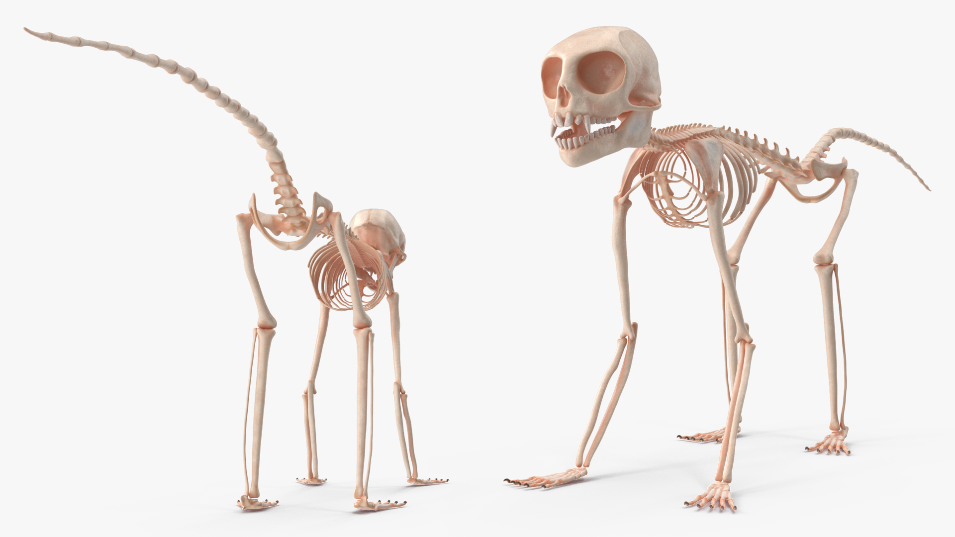 Geoffroys Marmoset Skeleton Rigged 3D model