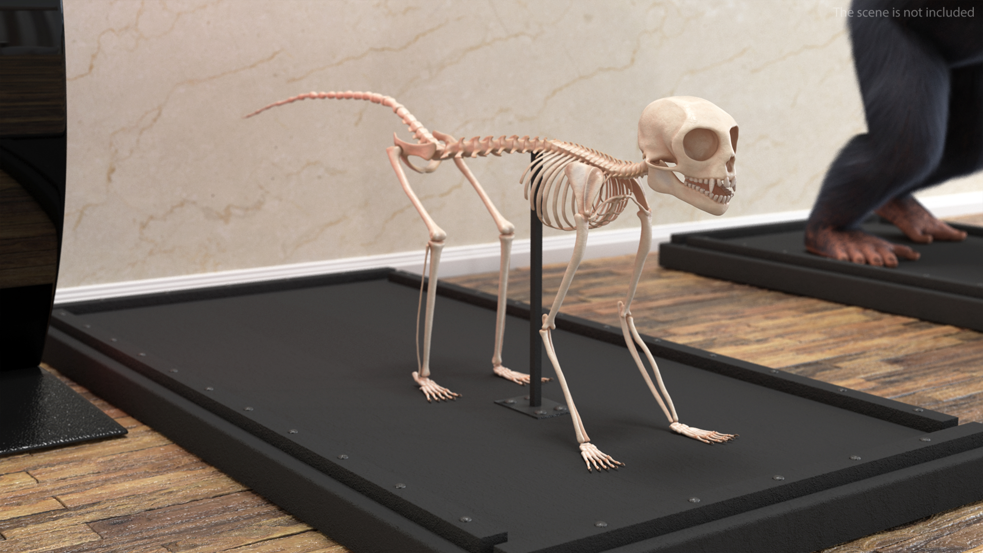 Geoffroys Marmoset Skeleton Rigged 3D model