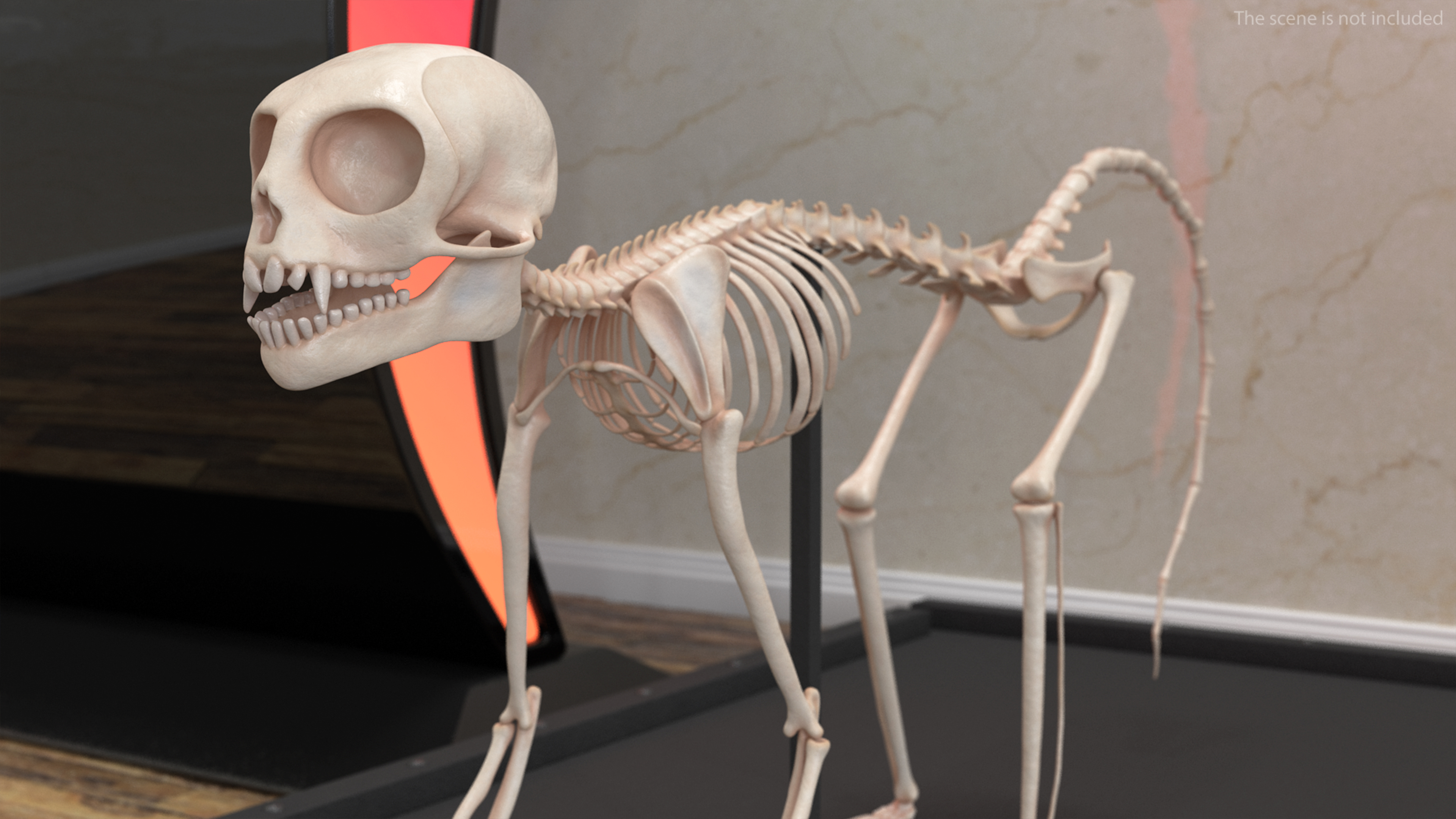 Geoffroys Marmoset Skeleton Rigged 3D model