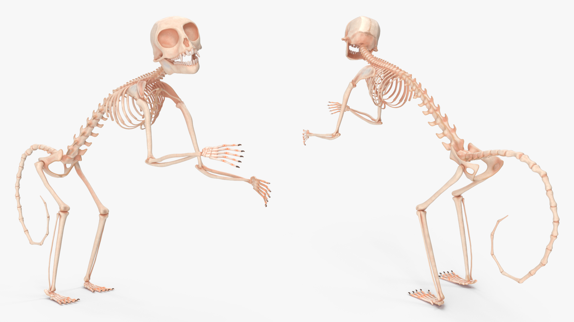 Geoffroys Marmoset Skeleton Rigged 3D model