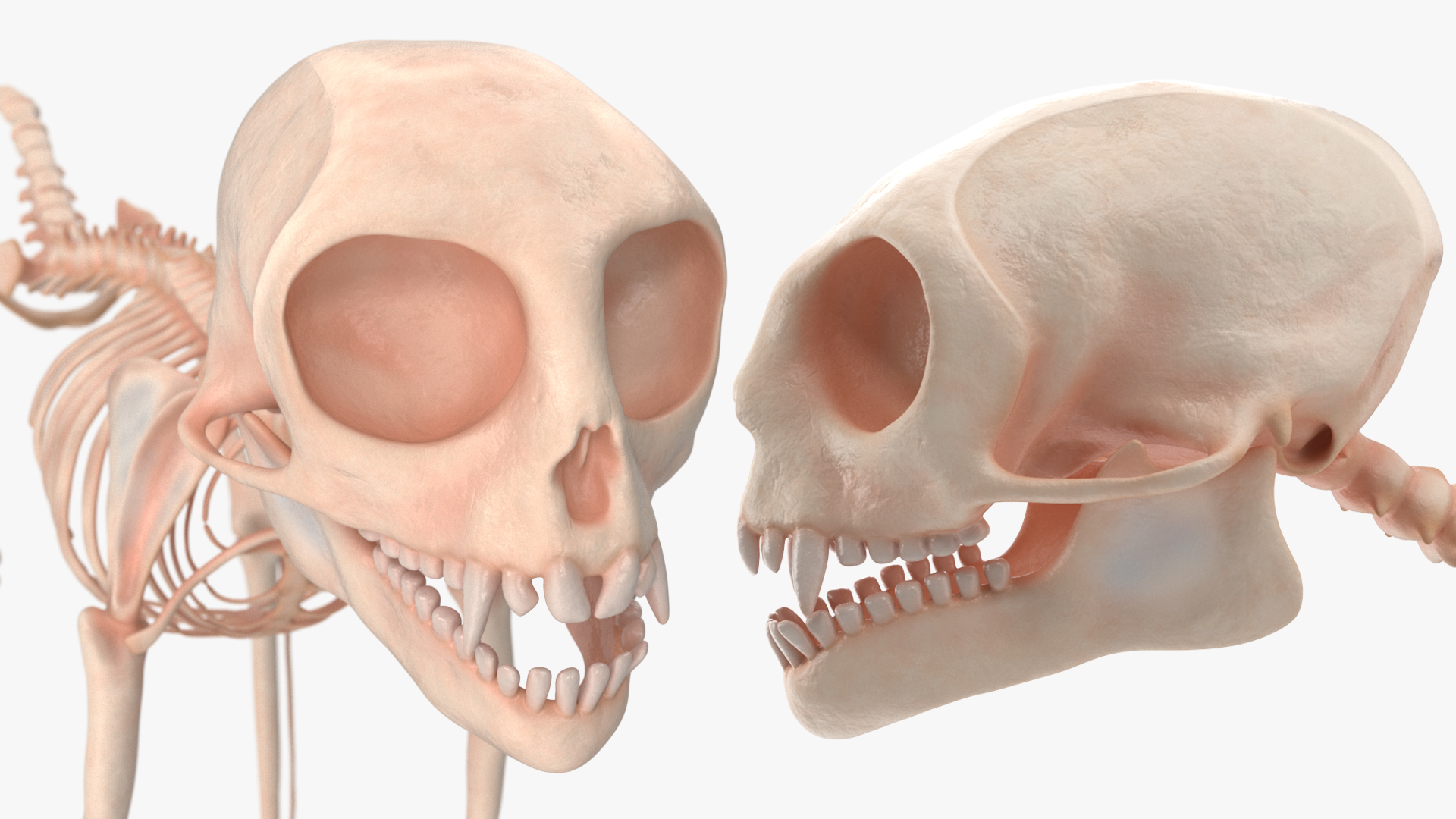 Geoffroys Marmoset Skeleton Rigged 3D model