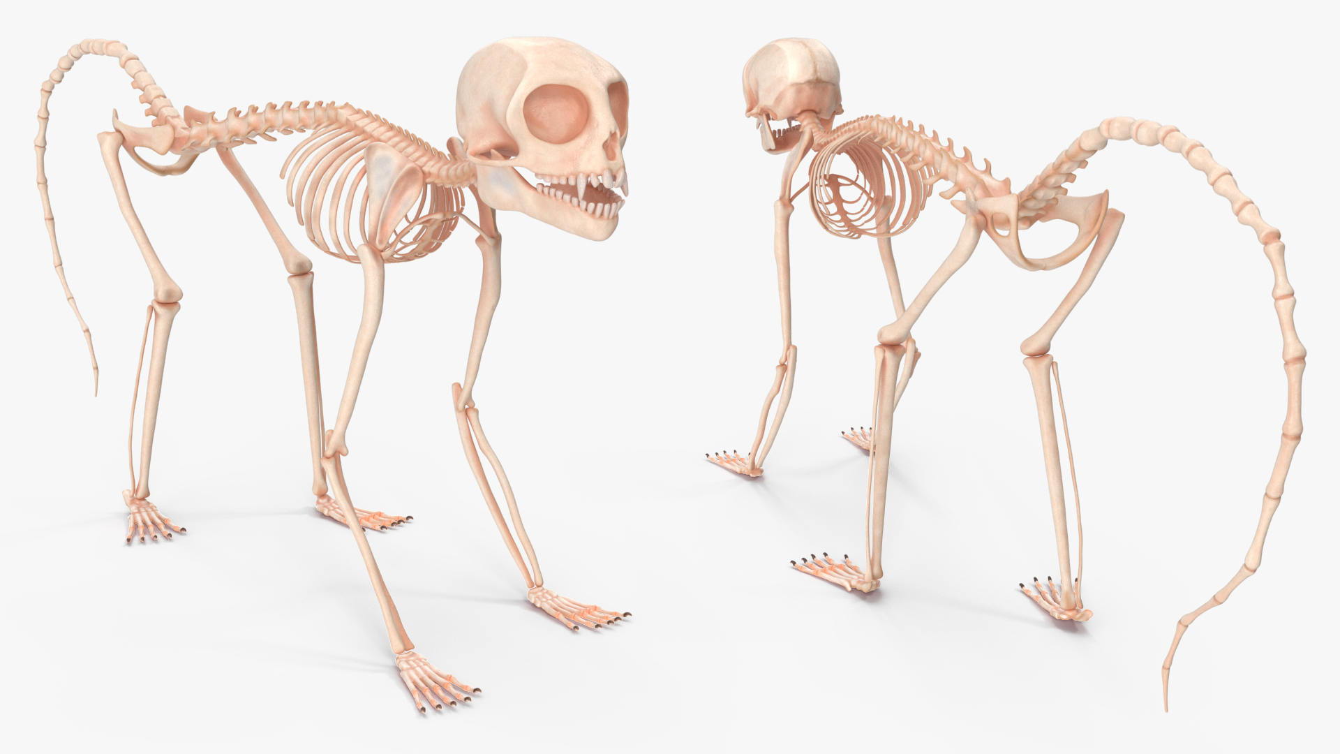 Geoffroys Marmoset Skeleton Rigged 3D model