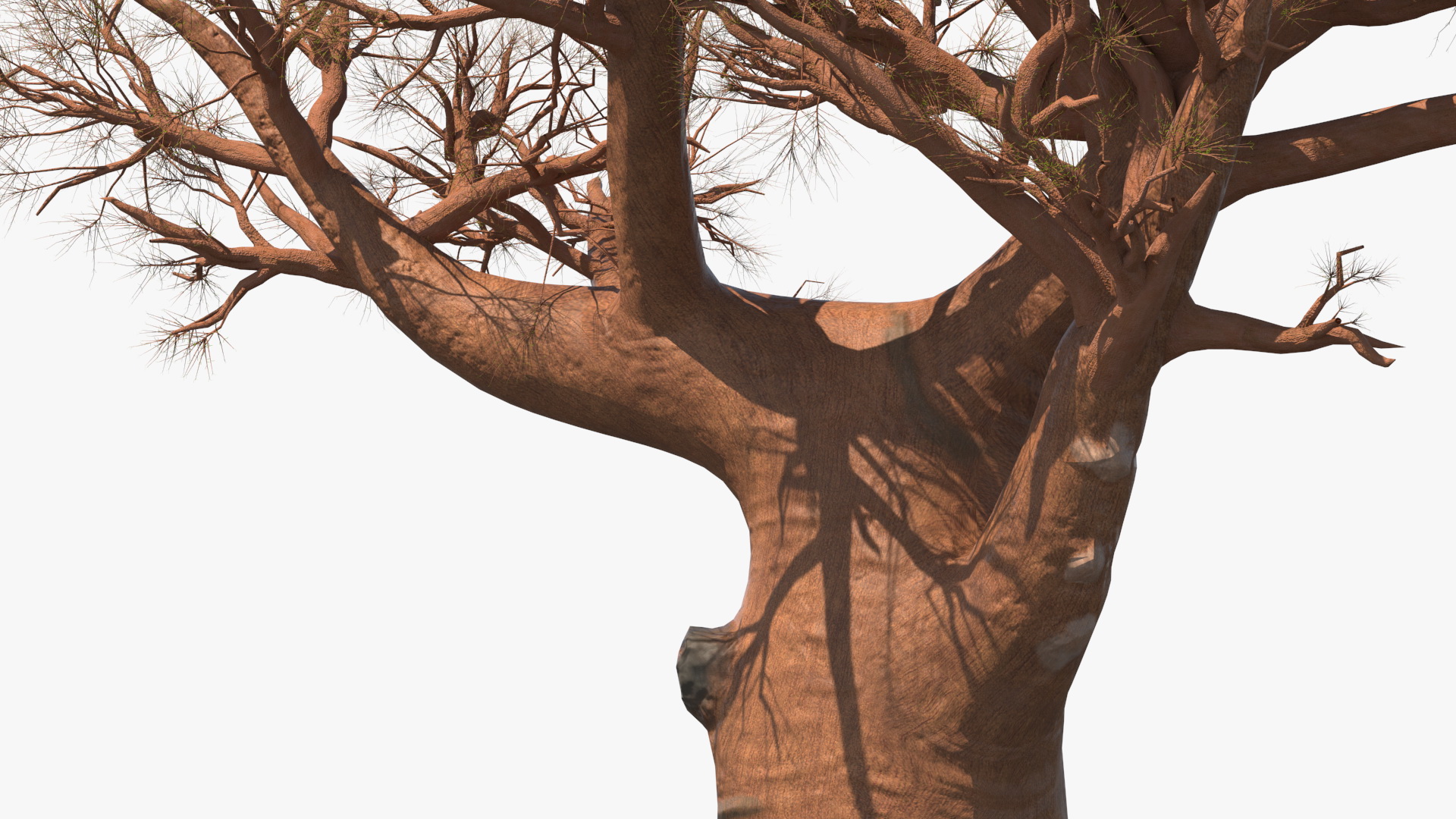 3D model Leafless Baobab