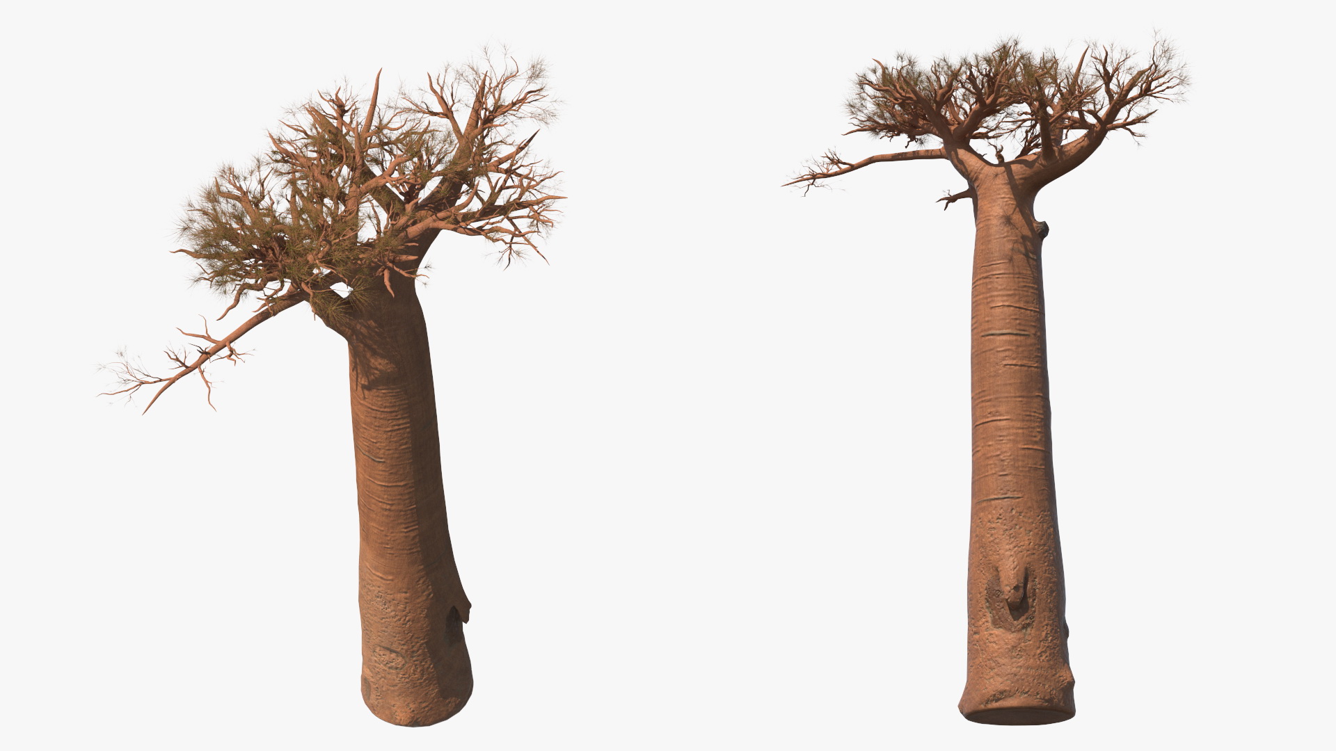 3D model Leafless Baobab