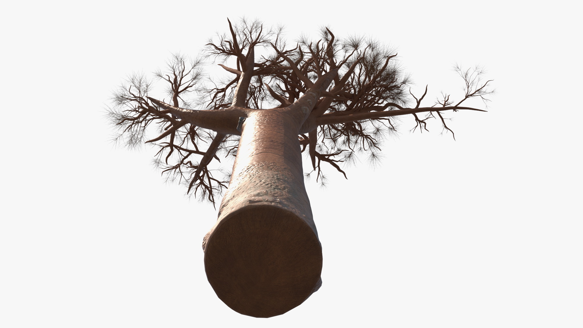 3D model Leafless Baobab